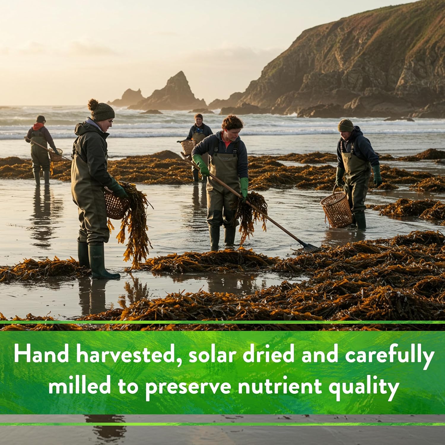 Down To Earth All Natural Fertilizers Organic Kelp Meal - Plant Food with Seaweed (Ascophyllum nodosum), Potassium and Trace Minerals 1-0.1-2, 4 lb