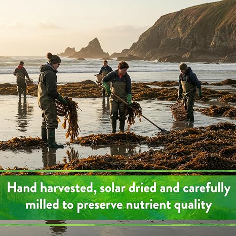 Down To Earth All Natural Fertilizers Organic Kelp Meal - Plant Food with Seaweed (Ascophyllum nodosum), Potassium and Trace Minerals 1-0.1-2, 4 lb