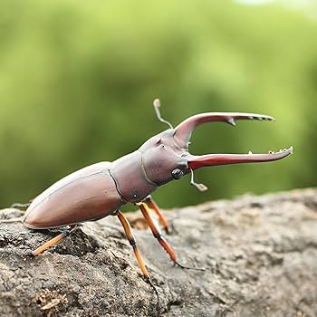 アスタコイデスノコギリクワガタ♂/湖北省.巴山産【標本】 アスタコイデスノコギリクワガタ♂/湖北省.巴山産【標本