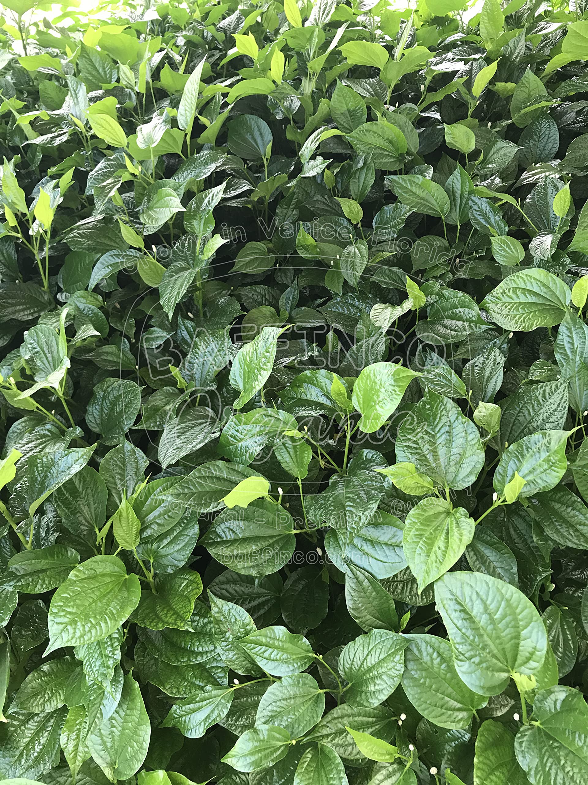 small fiddle leaf fig plant Ficus lyrata 'Little Sunshine'