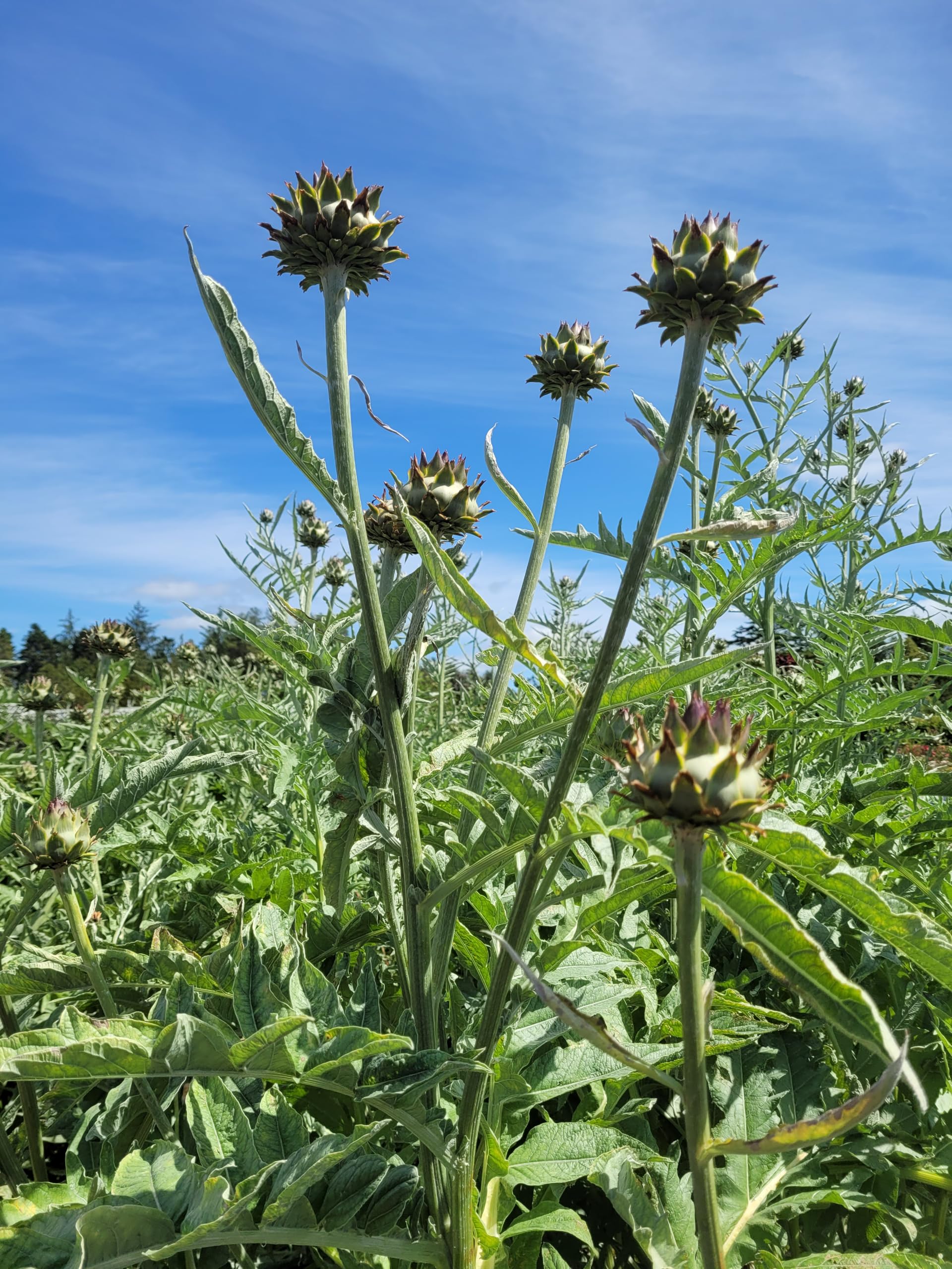 Cardoon (Cynara cardunculus) | 2 x 9cm Potted Hardy Perennial Plants | Architectural Foliage | Edible Stems | Bee Friendly