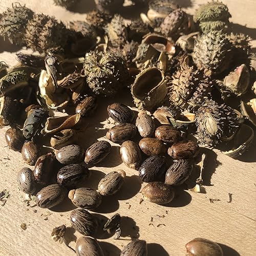 Miniatura 4 de Semillas de ricino (Ricinus communis) 30 semillas (0.12 onzas)  Planta de topo, árbol maravilla africano, planta de frijol topo por Smoke Camp Crafts