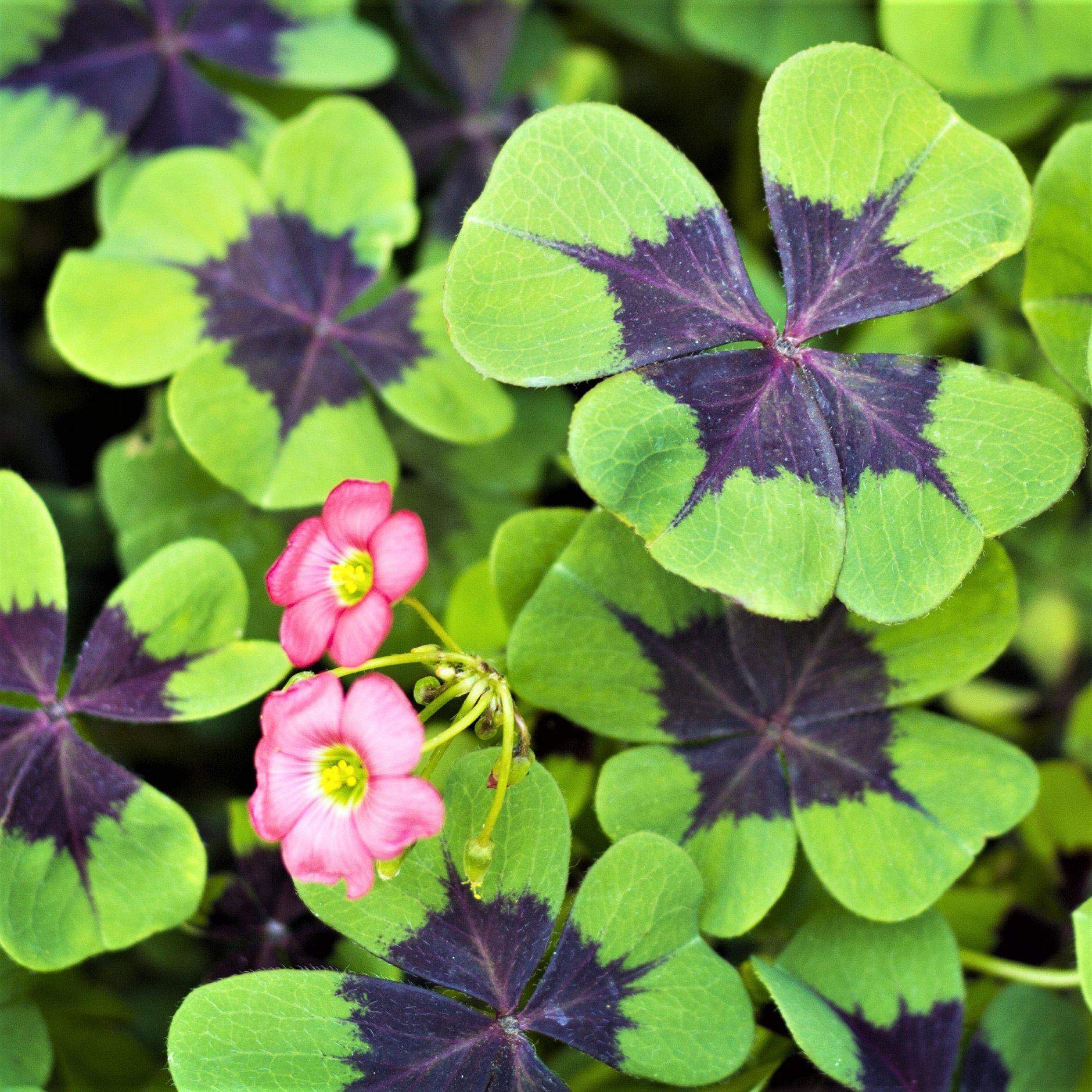 Udanta ® Oxalis iron cross | For Home Gardening | Flower Bulbs | Pack of 5 Flower Bulbs (B09MYYPCZM) Amazon Price History, Amazon Price Tracker