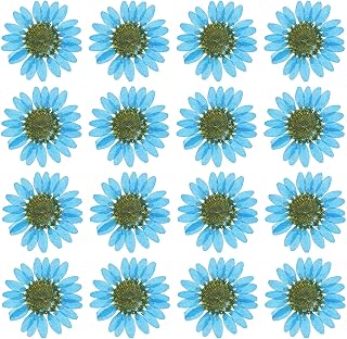 PATIKIL 48 Piezas de Flores Secas Prensadas Naturales Margarita para Manualidades de Arte DIY Decoración del Hogar Decoración de Uñas Azul Zafiro