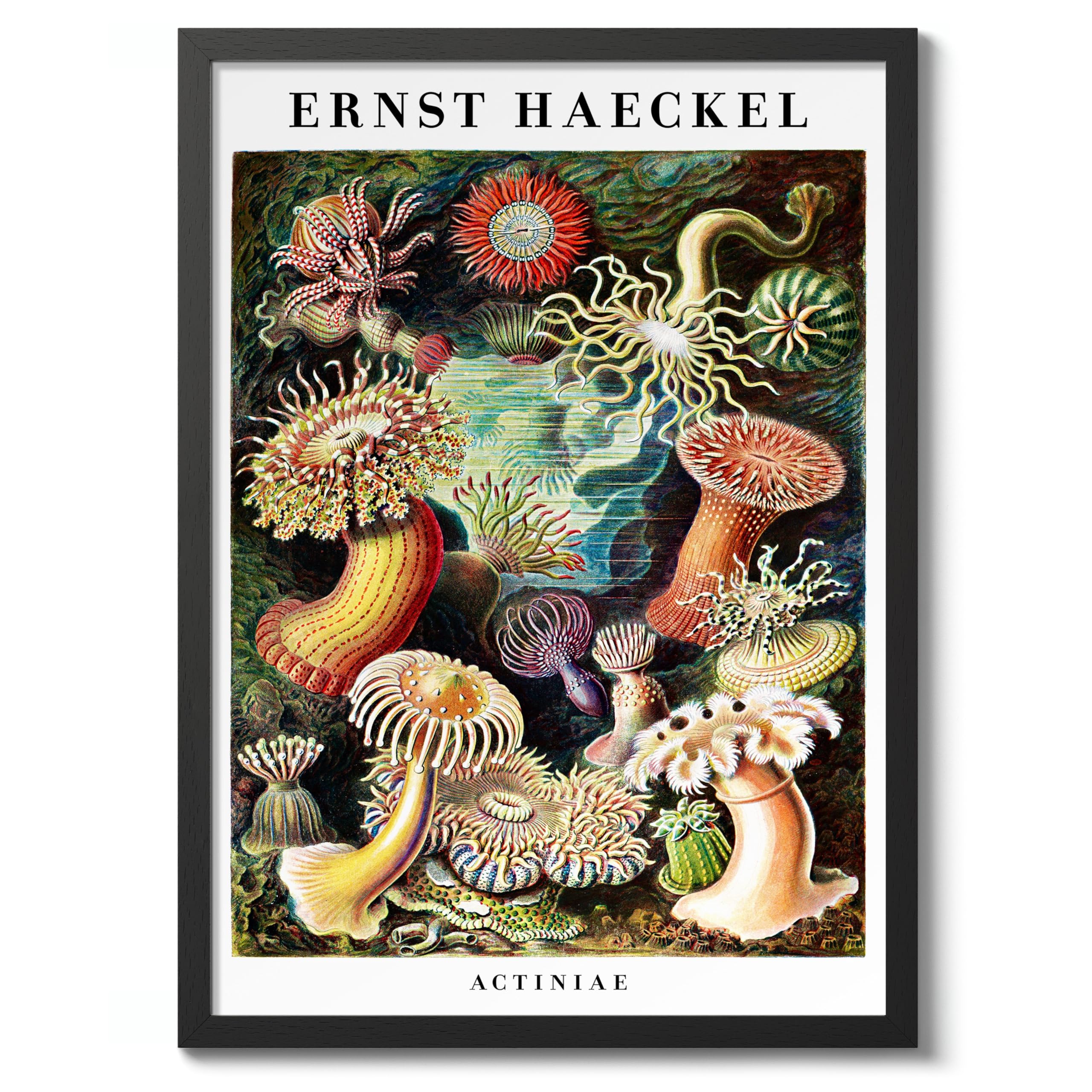 Sea Anemones Poster, Vintage Botanical Art Prints, Retro Encyclopedia Illustration Wall Art Plants Botany Pictures, Bedroom Living Room Home Decor, A1 (Black Frame) - 86.9x62.4cm