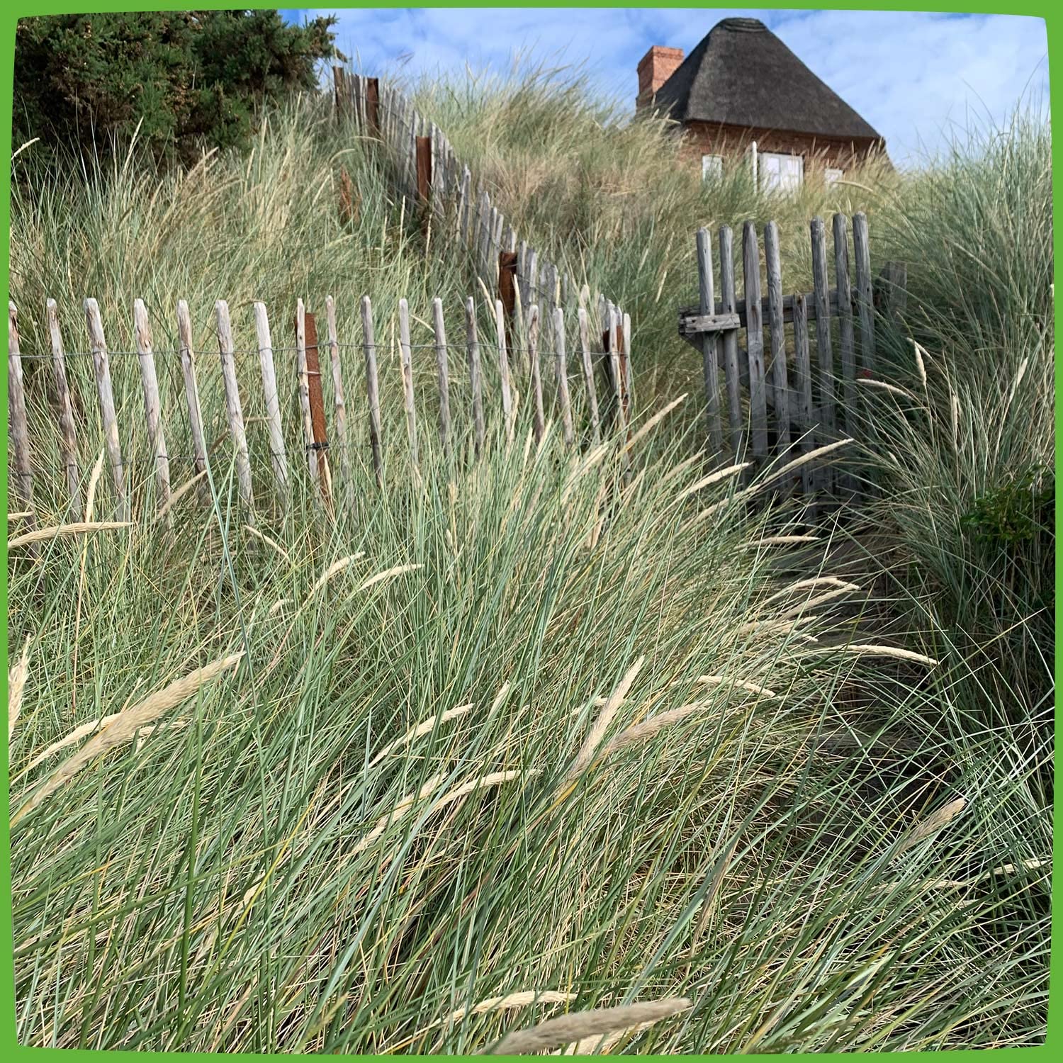 Strandhafer - Ammophila arenaria - 10 Pflanzen je im 9 cm Topfballen :  Amazon.de: Garten