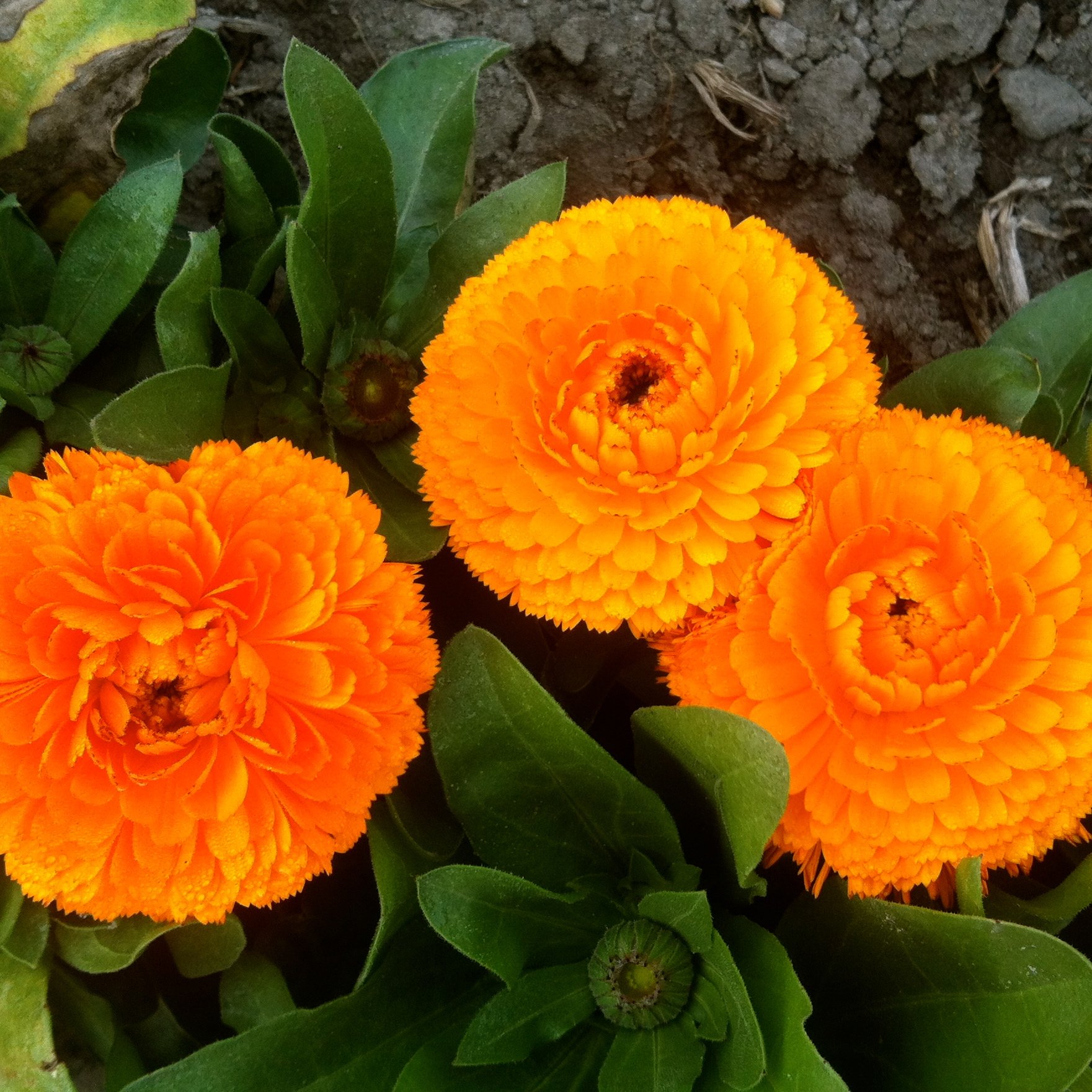 See full amazon price history chart for Biocarve Calendula officinalis- Pack of 100 Seeds Biocarve Calendula officinalis- Pack of 100 Seeds (B01ASWOA1Y) Amazon Price History, Amazon Price Tracker