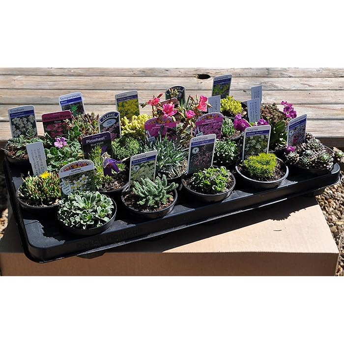 Buy 20 Mixed Alpine Plants for TROUGHS and CONTAINERS in 9cm POTS
