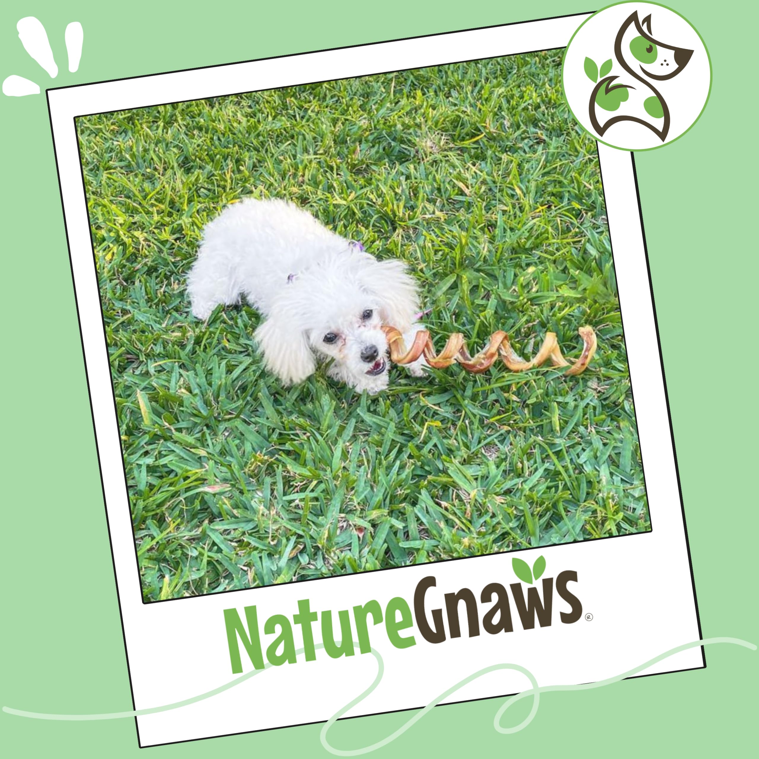 Nature Gnaws Bully Stick Springs - Muelles para Perros, Huesos de Res Naturales de Primera Calidad, golosinas masticables en Espiral de Larga duración, sin Cuero Crudo, 7-10 Pulgadas