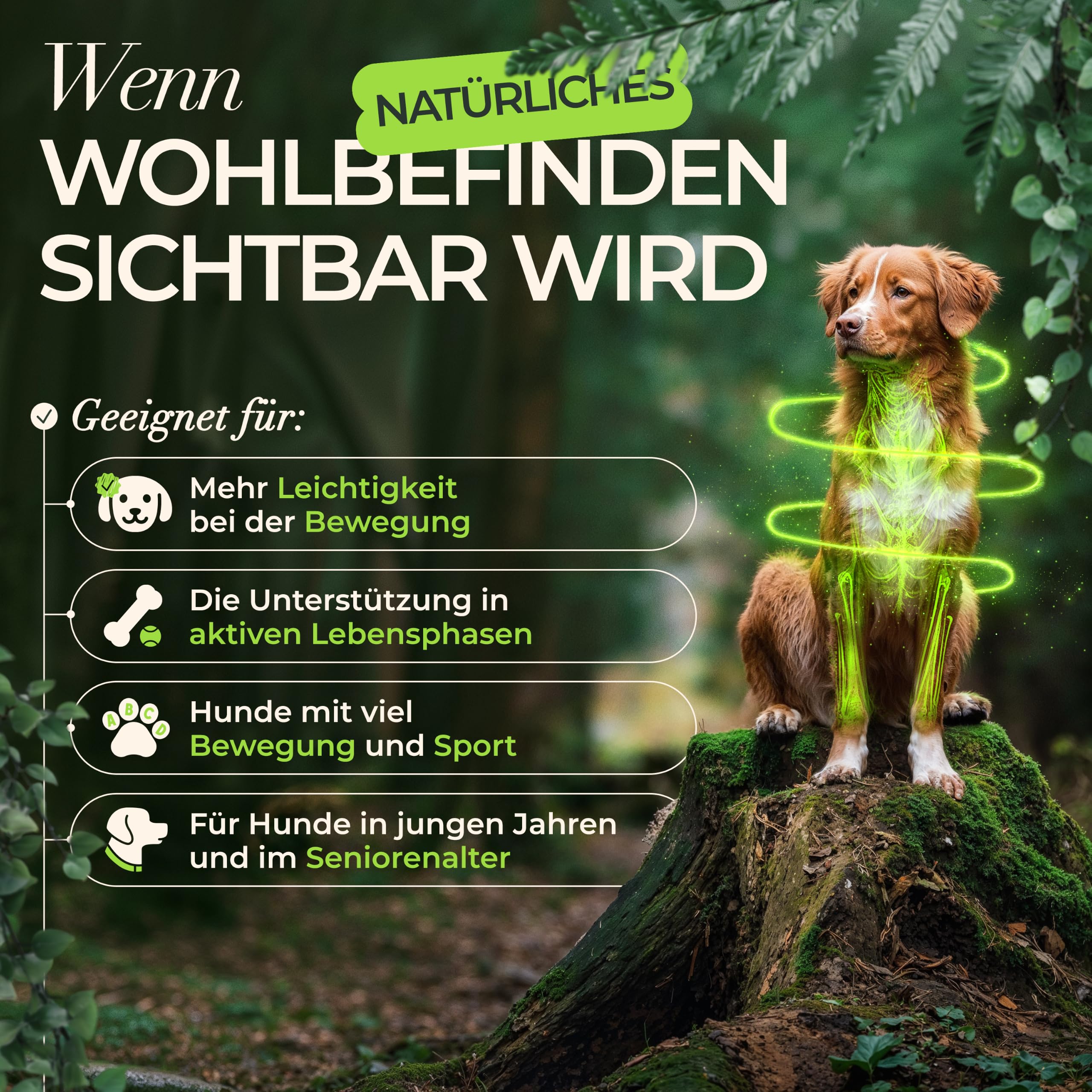 Komplett-Set Hund Tropfen – 3X 100 ml flüssiges Nahrungsergänzungsmittel Hund mit Vitamin B Komplex, Gelenk Komplex (Kollagen, Hyaluronsäure & MSM) & Multivitamin, Made in Germany