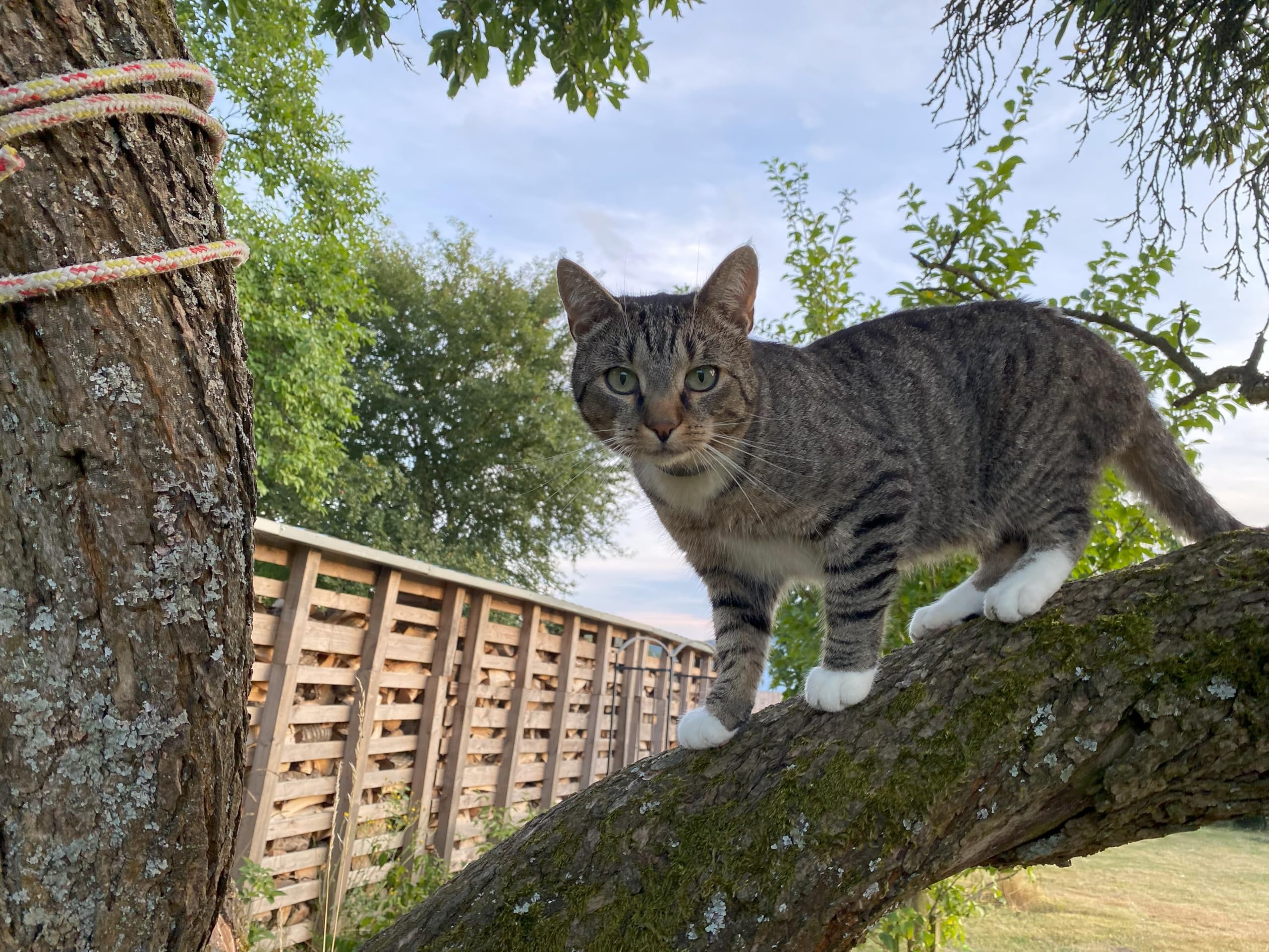 Fitmin for Life Adult Cat - Lamb | Trockenfutter für Katzen | Alleinfutter für kastrierte Erwachsene Katzen | Komplettfutter für Katzen | Neues Rezept | 8 kg