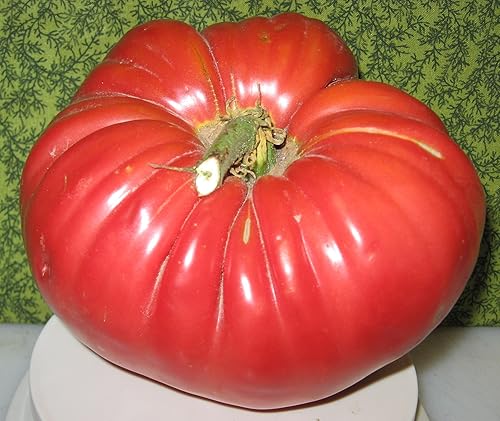 Miniatura 7 de NIKA SEEDS - Bistec vegetal Tomate Rojo Gigante Indeterminado Sin OMG para plantar reliquia