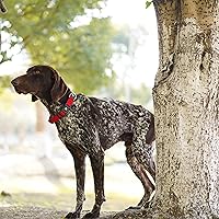 Vista 8 de Kruz - Collar de perro para perros medianos (ancho de 1 pulgada, cuello de 13.5 a 19 pulgadas), banda ajustable para el cuello de mascotas