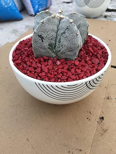 Miniatura 5 de Astrophytum