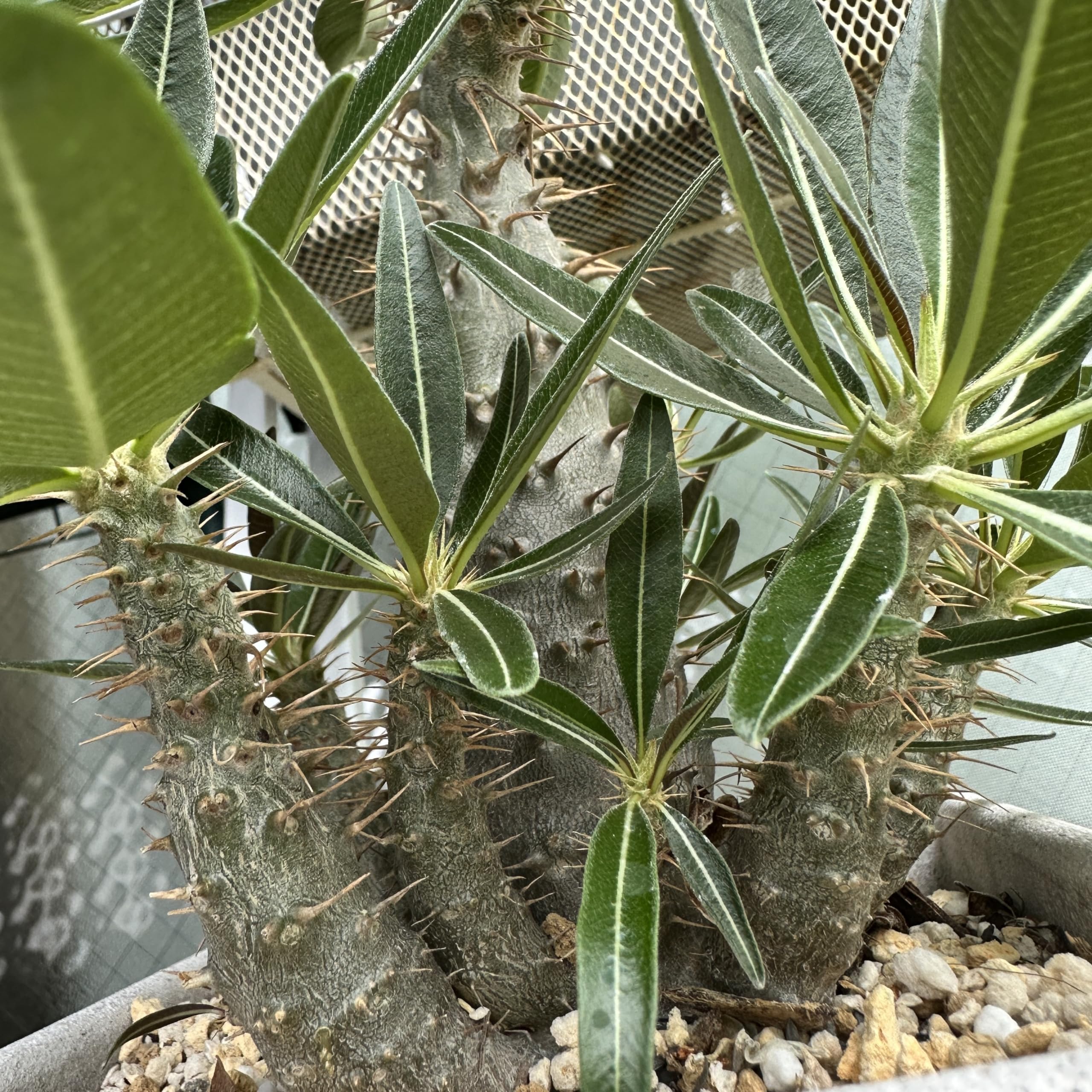 現地球 パキポディウム・カクチペス パキポディウム カクチペス おへそ 現地球 発根1年以上 | 4S'easons.