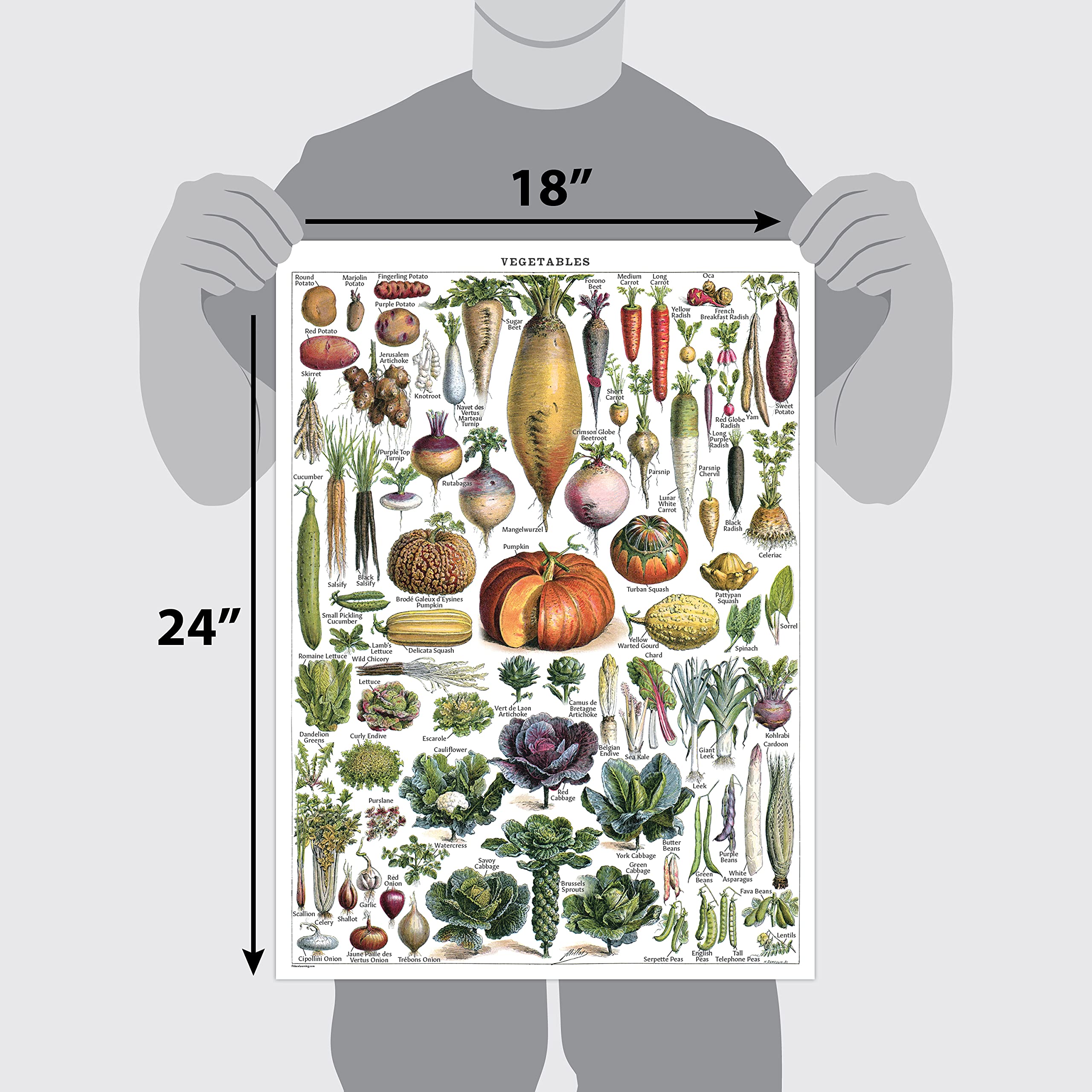 Amazon.co.jp: ヴィンテージ野菜ポスタープリント - 植物識別参照