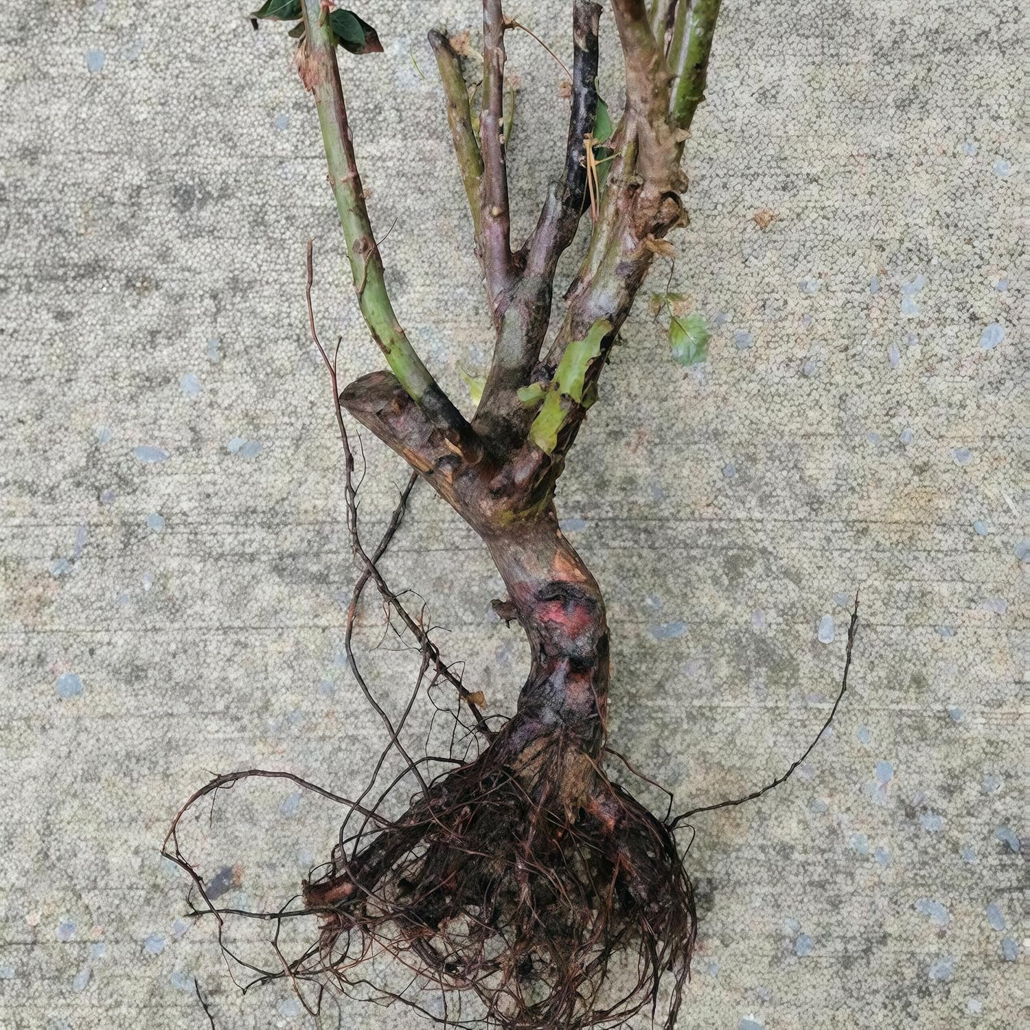 Rosenrhizom, Überraschend wachsend, Kein Gießen erforderlich, Geeignet für Frühling und Herbst, Gartenschau, Pflegeleicht-5 Wurzeln-F