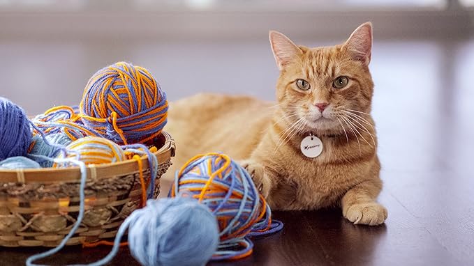 9lives indoor complete