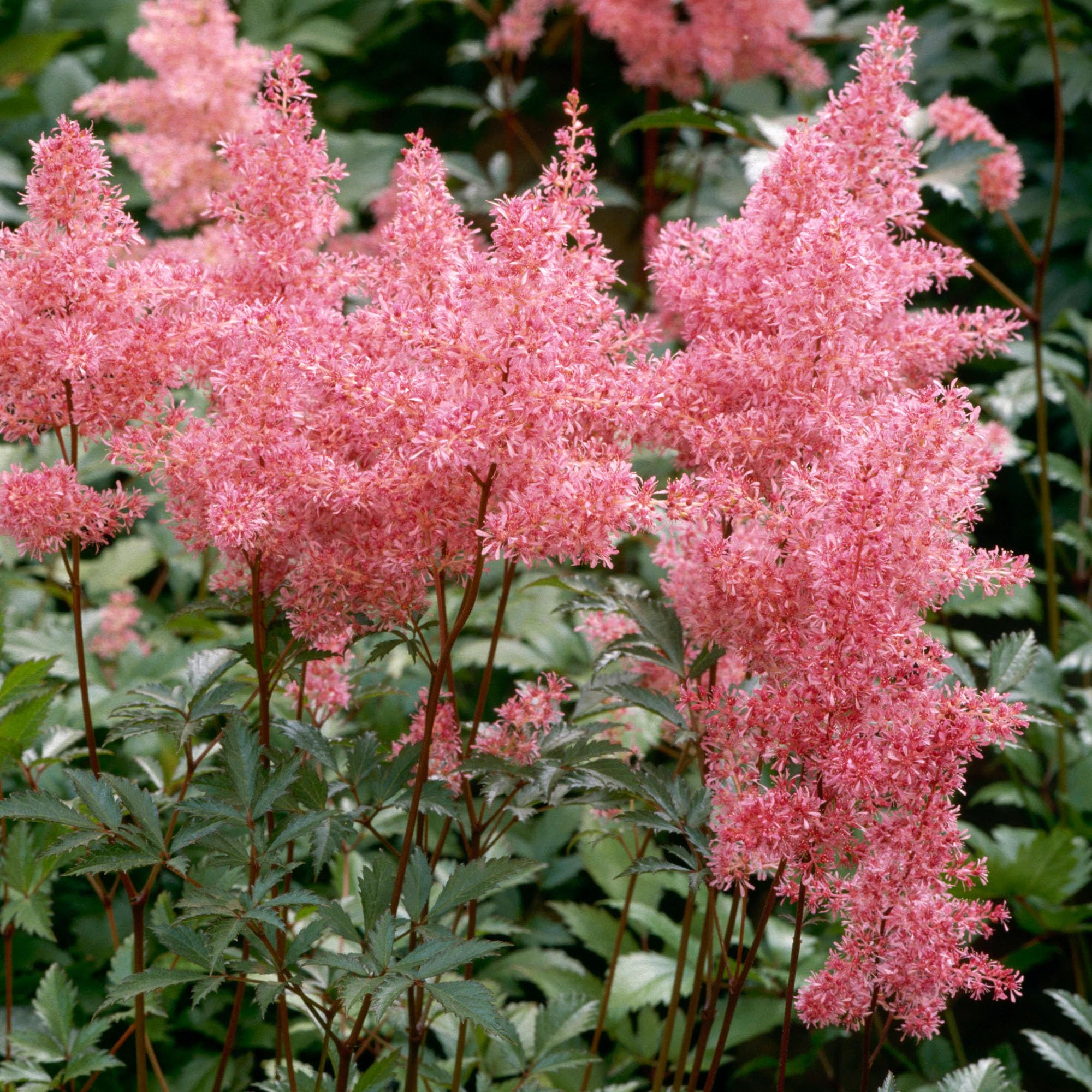 Astilbe Inshriach Pink - Summer Flowering, Shade Loving Plants Outdoor Garden Ready Garden Flowers Ready to Plant - Charming Pale Pink Perennial Plants for Beds and Borders (3 Litre Pot, 20-30cm)