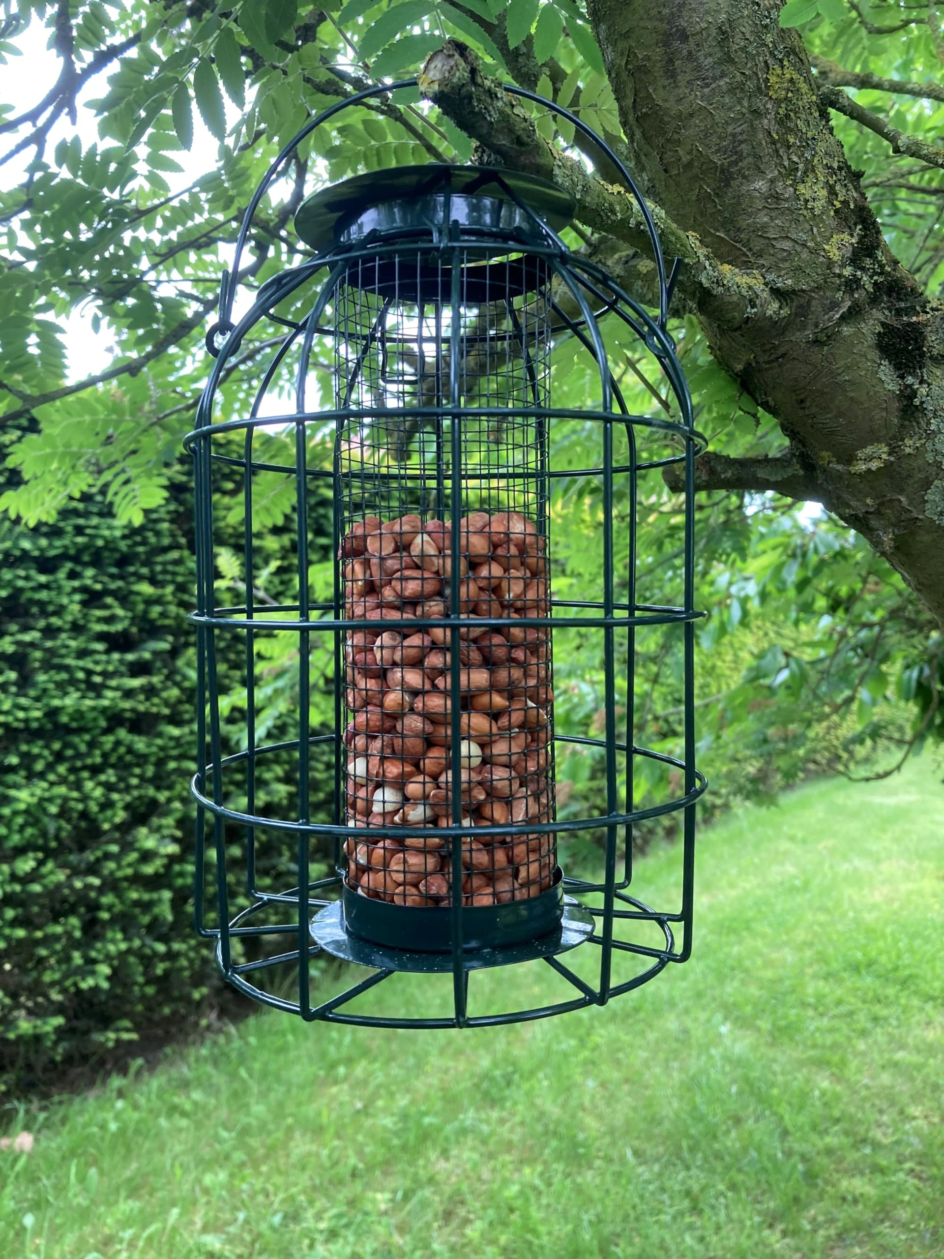 Oakdale Squirrel Resistant Peanut Bird Feeder, Multicolor - Image 2