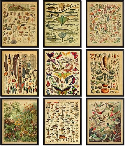 LPGYCEWO 9 pósteres vintage botánicos y de mariposa  impresiones educativas de naturaleza sin marco de 8 x 10 pulgadas, gráficos florales para