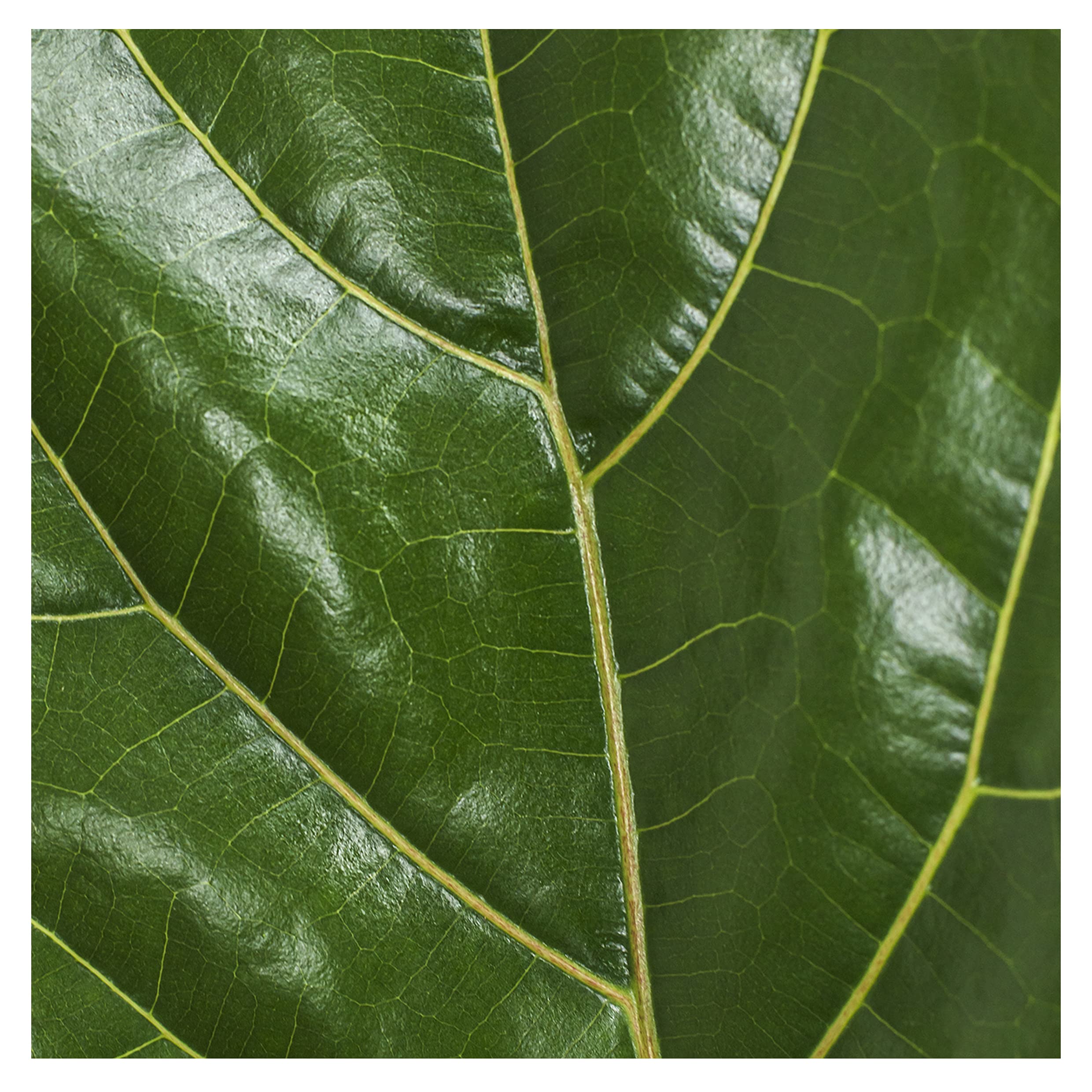 bijela monstera Monstera deliciosa var. borsigiana 'Albo Variegata'  Garden Treasures  Nursery
