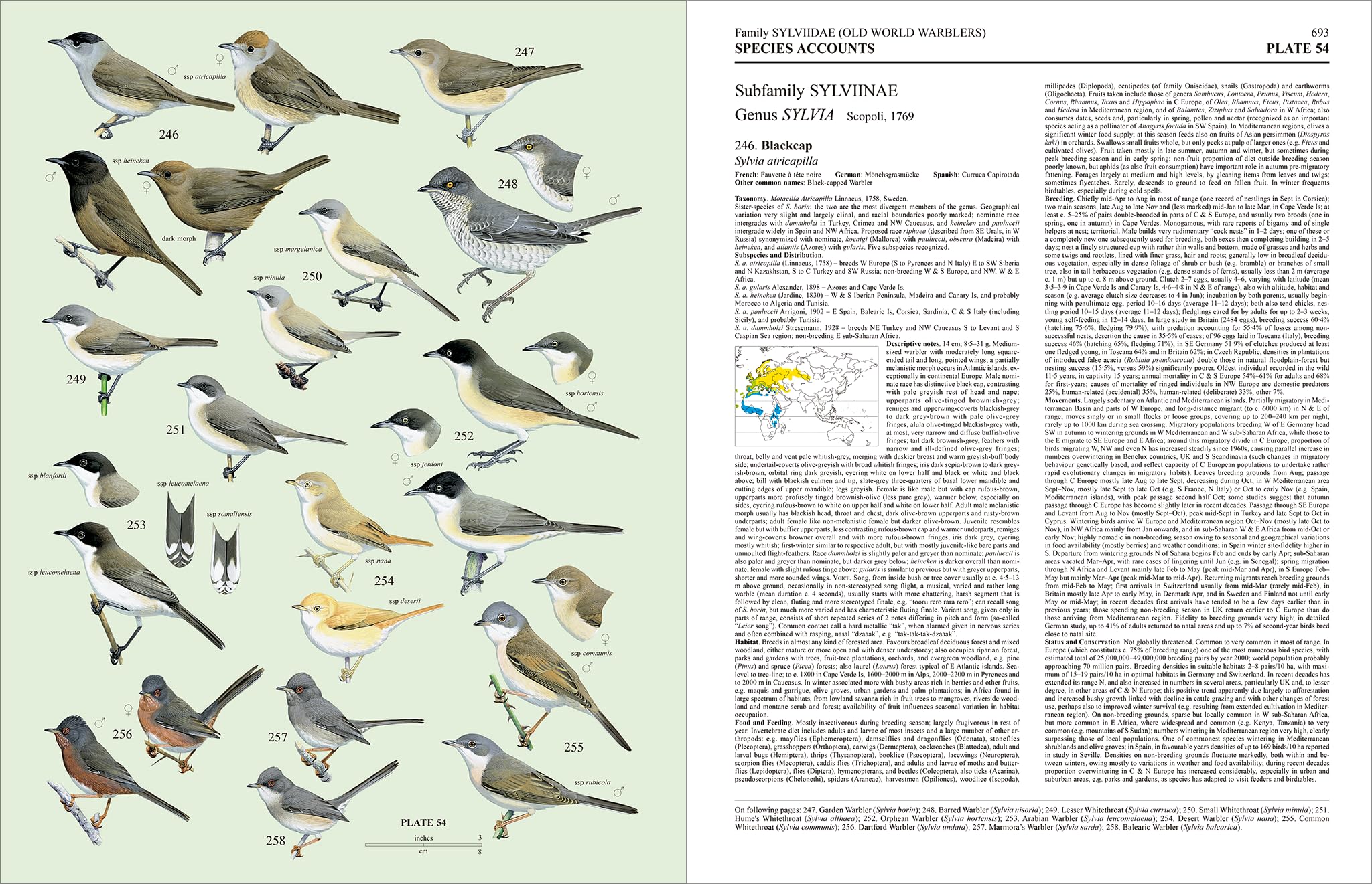 Handbook of the Birds of the World – Volume 11: Old World Flycatchers to Old World Warblers: v. 11
