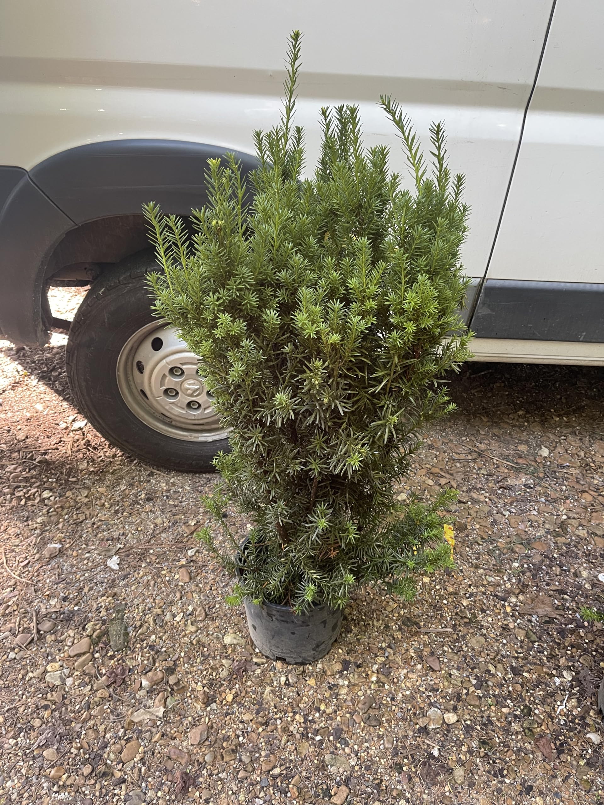 Amazon.com : Hicks Yew (Taxus x Media 'Hicksii') Evergreen Shrub
