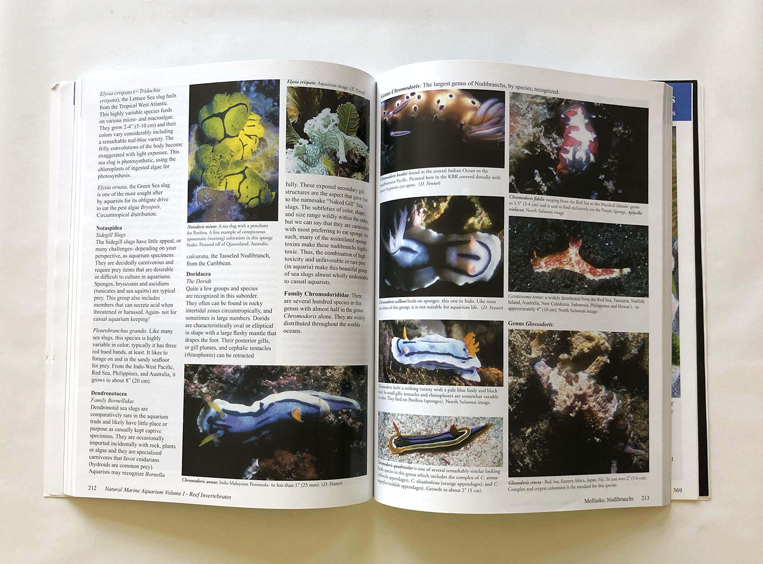 Reef Invertebrates: An Essential Guide to Selection, Care and Compatibility - Image 3