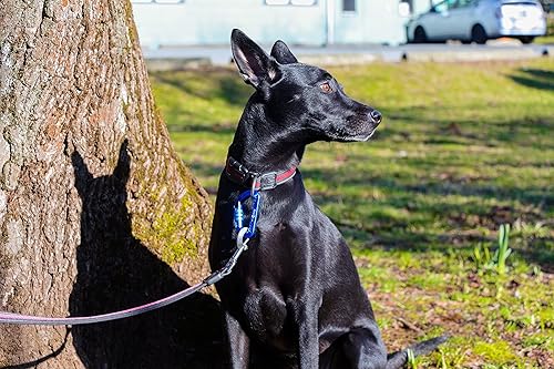 Vista 18 de 12kN (2697 lbs) Heavy Duty Carabiner Clips, for Securing Pets, Outdoor, Camping, Hiking, Hammock, Dog Leash Harness, Keychains