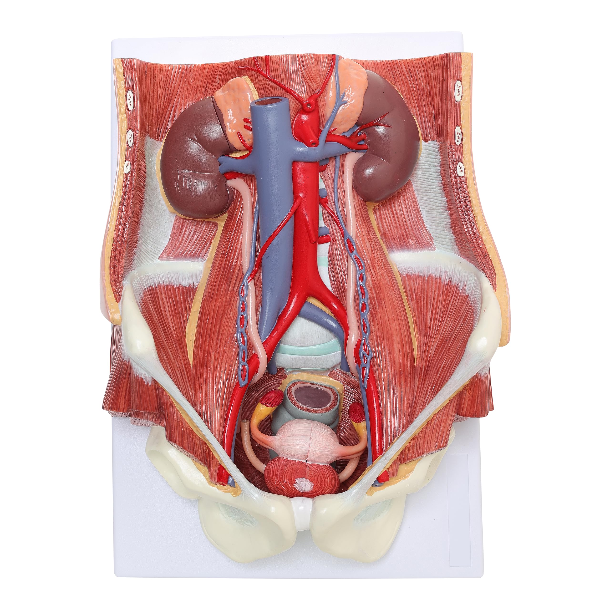 Urinary System Explained Anatomy Of Urinary System Urinary System Poster 24