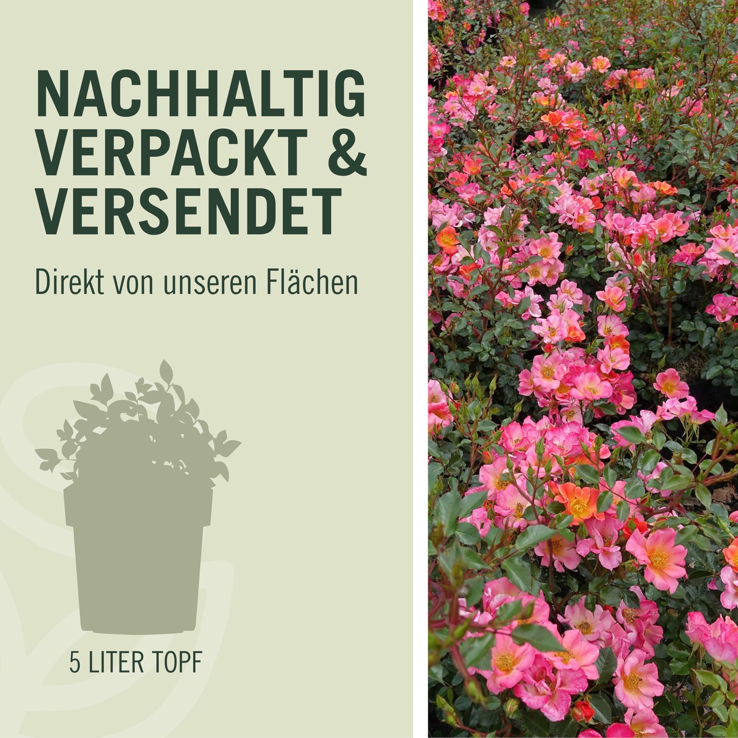 Rose Jazz® - Bodendeckerrose mehrfarbige Blüten in Orange Apricot Gelb - Kleinstrauchrose Pflanze Duftend Winterhart Halbschattig Mehltau-Resistent von Garten Schlüter - Pflanzen in Top Qualität