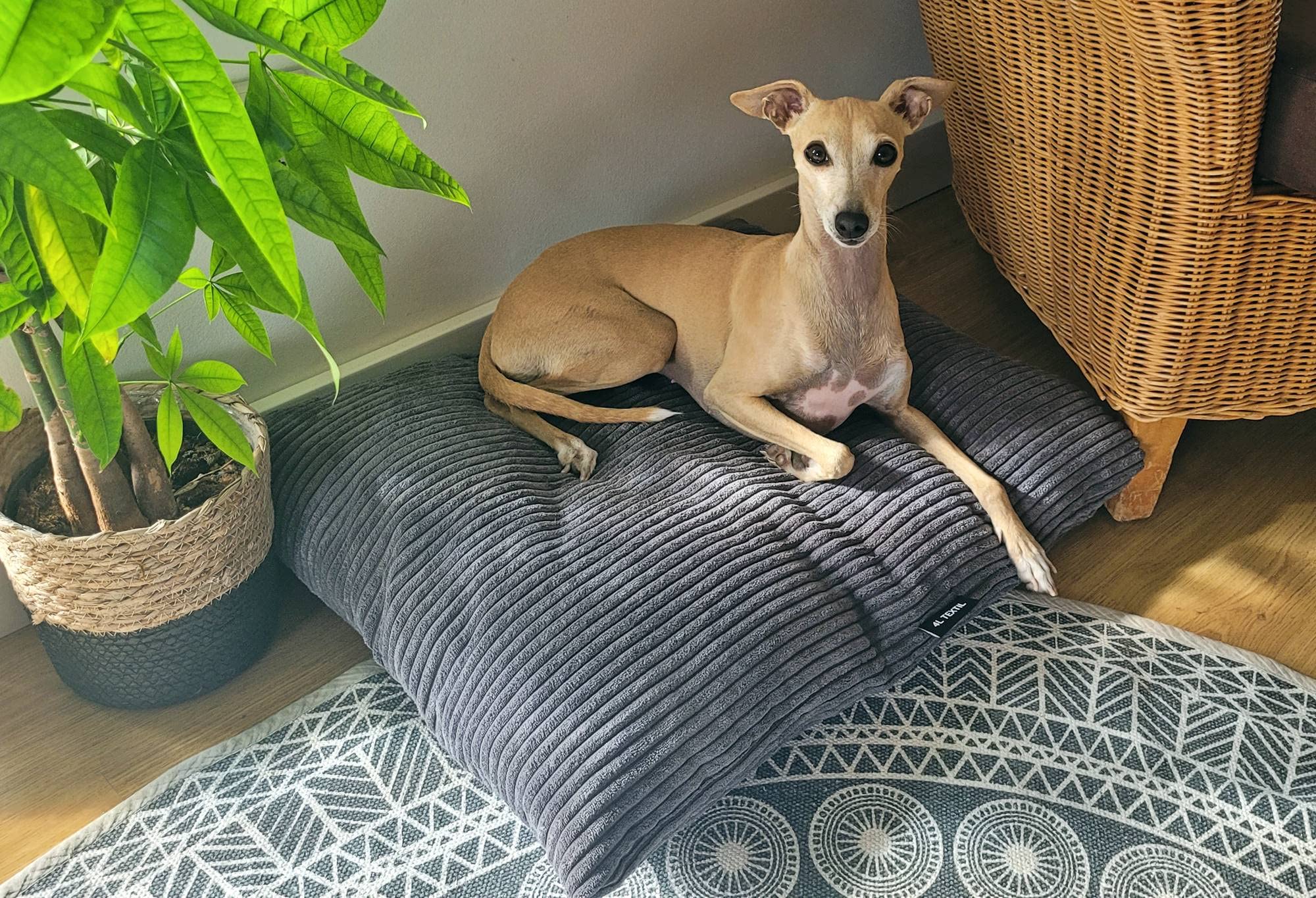 Cuscino Per Cani Taglia XL In Velluto - Rosa Sporco, Lavabile, Antipelo - Foto 10