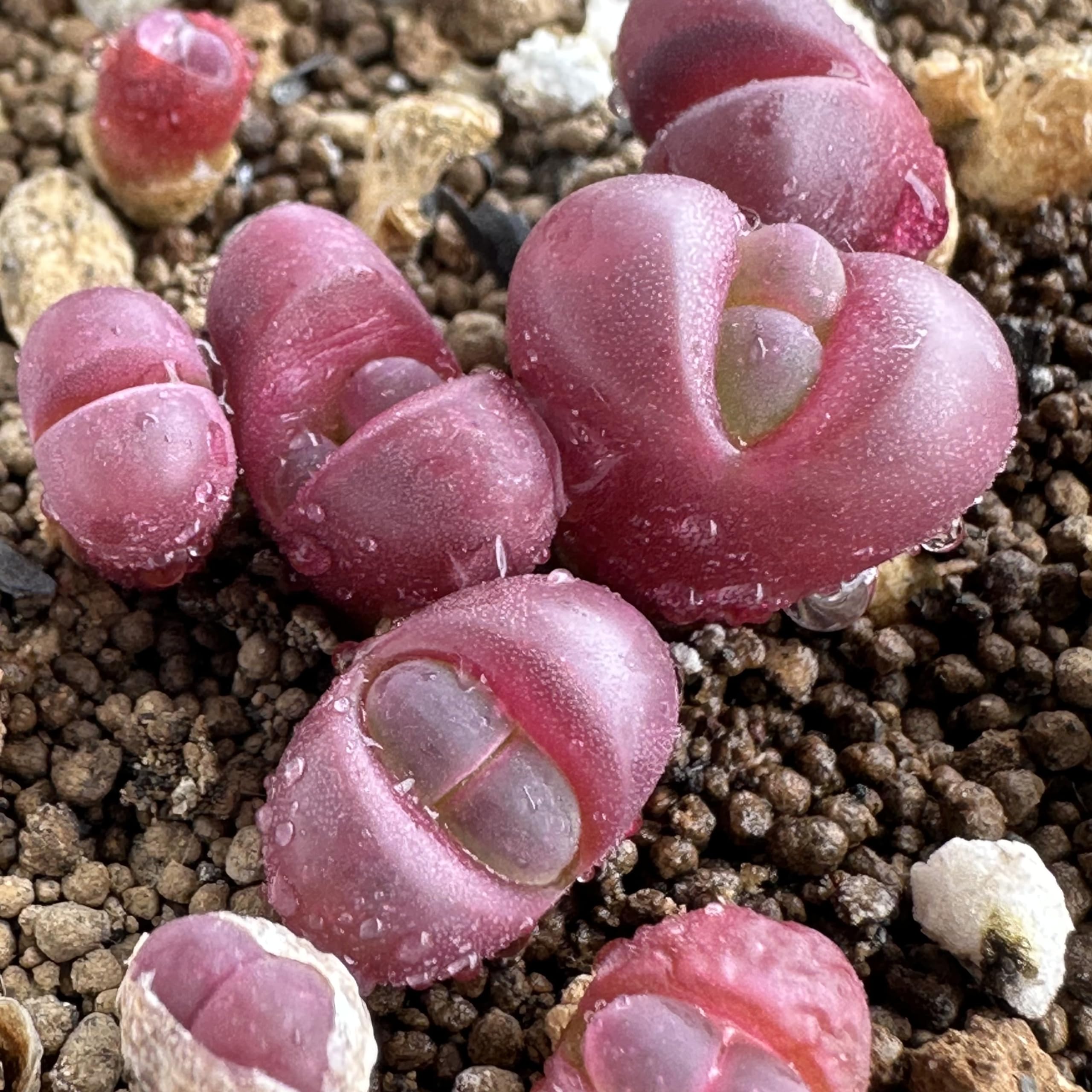 Amazon.co.jp: 多肉植物 リトープス (紅大内玉) 種子10粒 カラー画像