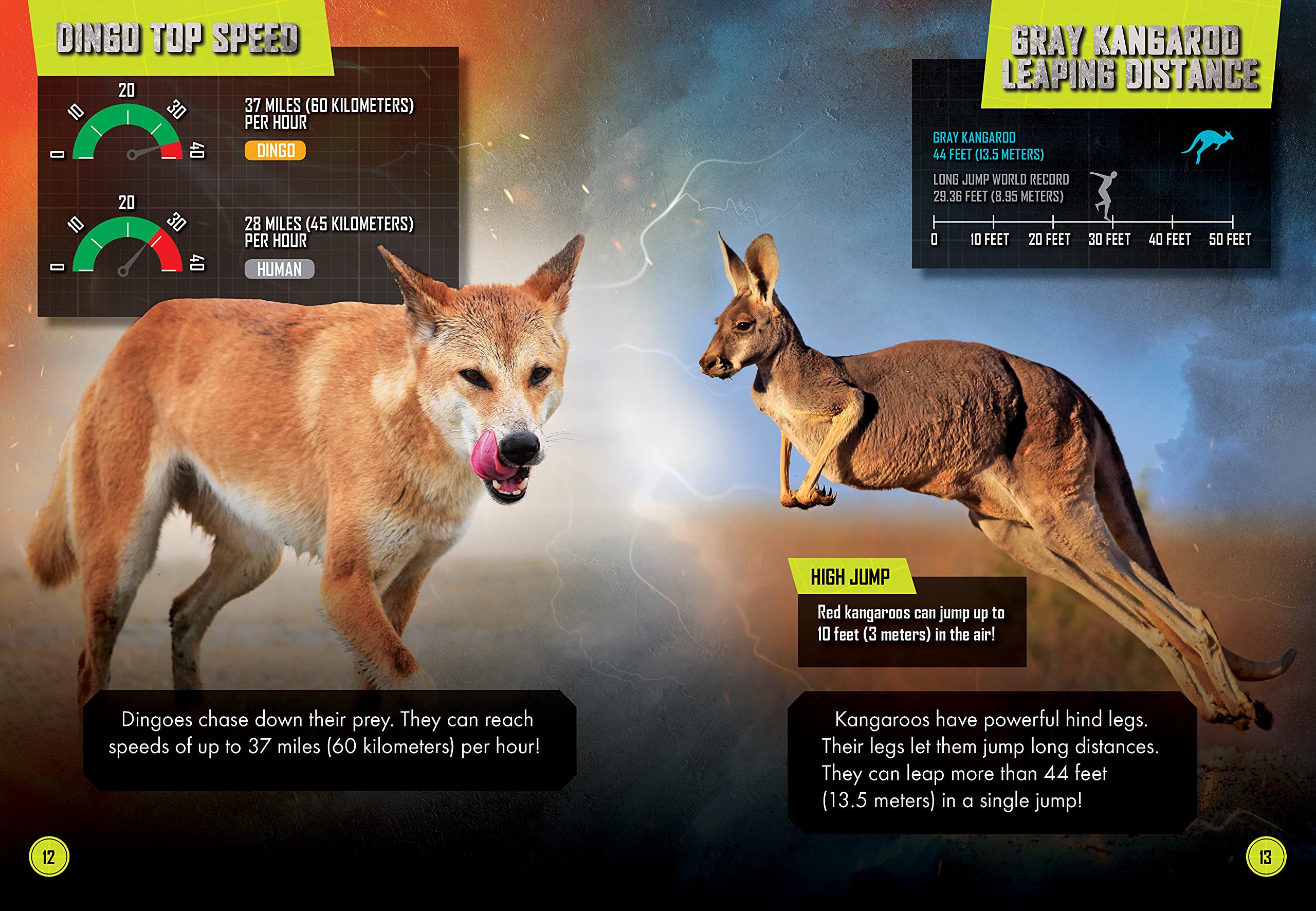 Dingo vs. Kangaroo