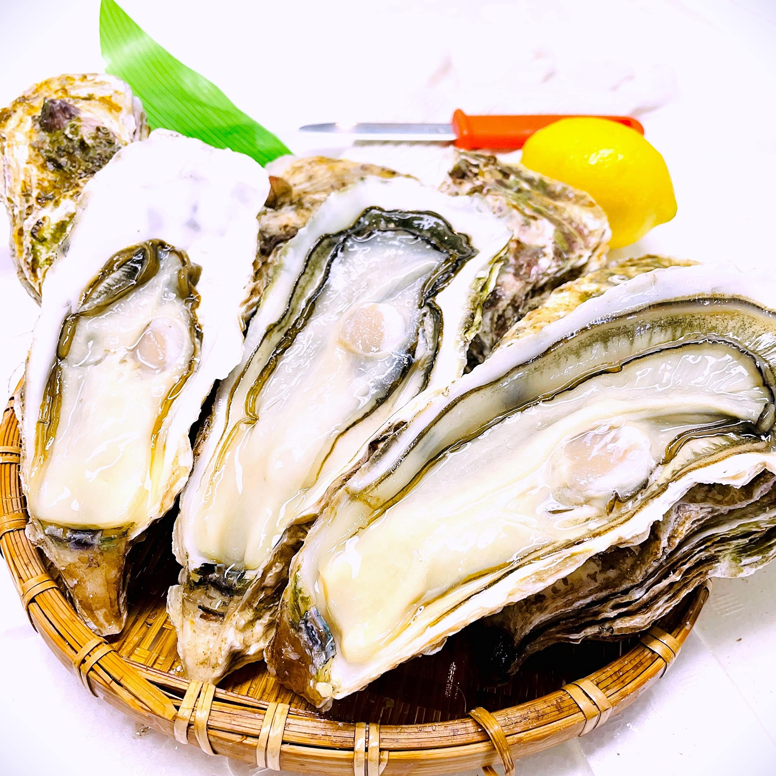 Shawya no Kakiya Large Grain Raw Food with Shell (Set of 10 / Includes Oyster Knife + Lemon + Work Gloves / Raw Food)