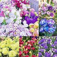Vista 2 de 1000+Mixed Lisianthus Seeds for Planting-Lisianthus Thornless Roses Seeds