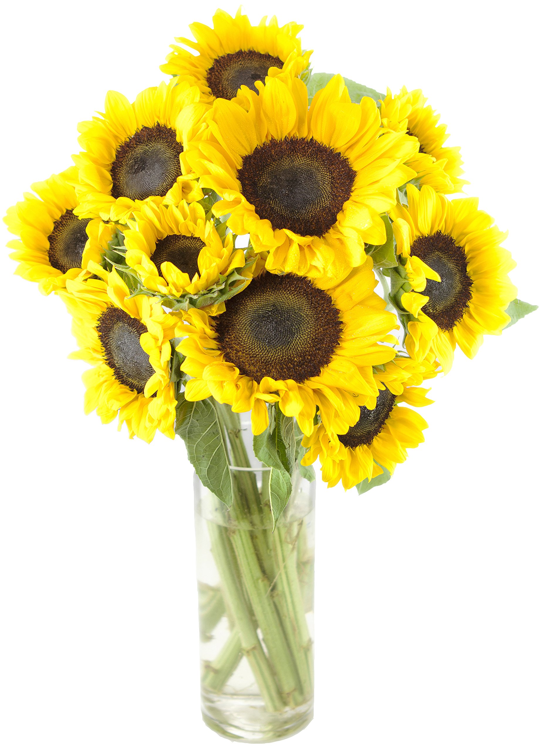KaBloom - Happy Days Sunflower Bouquet: 10 Bright Yellow Sun with Vase - Fresh Flowers for Birthday, Valentine's & Mother's Day