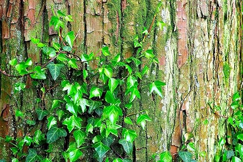 Miniatura 2 de 50 semillas de hiedra japonesa para plantar, vid de hiedra rastrera fácil de cultivar - Se envía desde Iowa, EE. UU