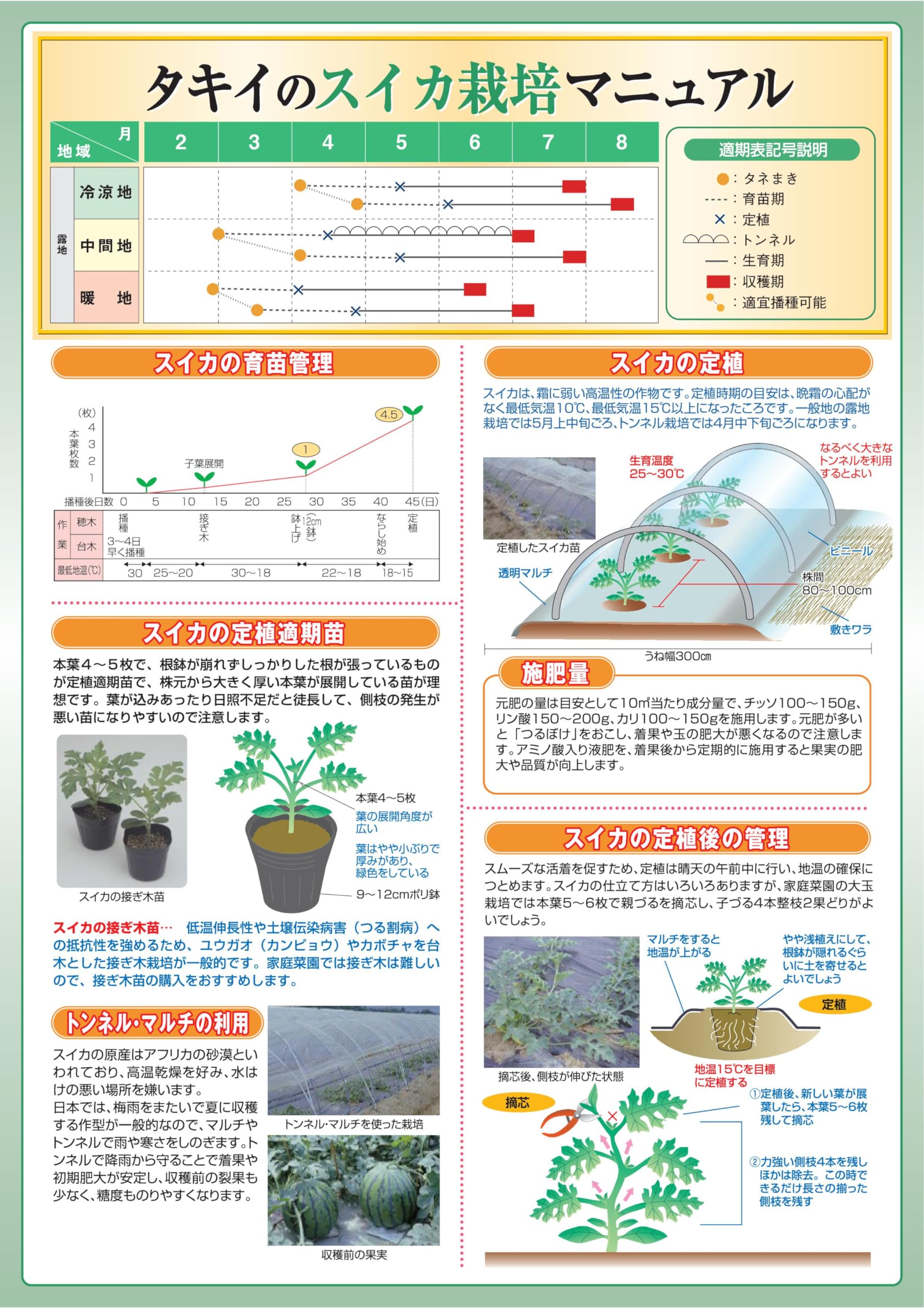 Amazon.co.jp: スイカ（タキイ種苗） 夏野菜接木苗 (紅小玉西瓜, 4月
