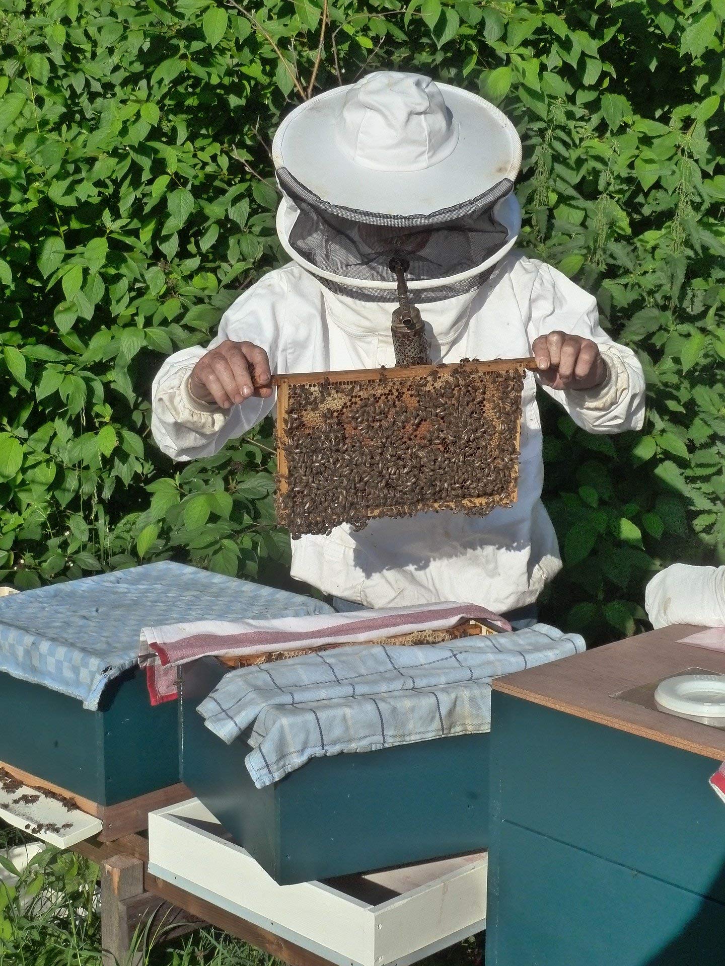 ImkerPur BIO-Honigwabe in der lebensmittelechten Frischebox (Akazie/Weiße Robinie), 400 g