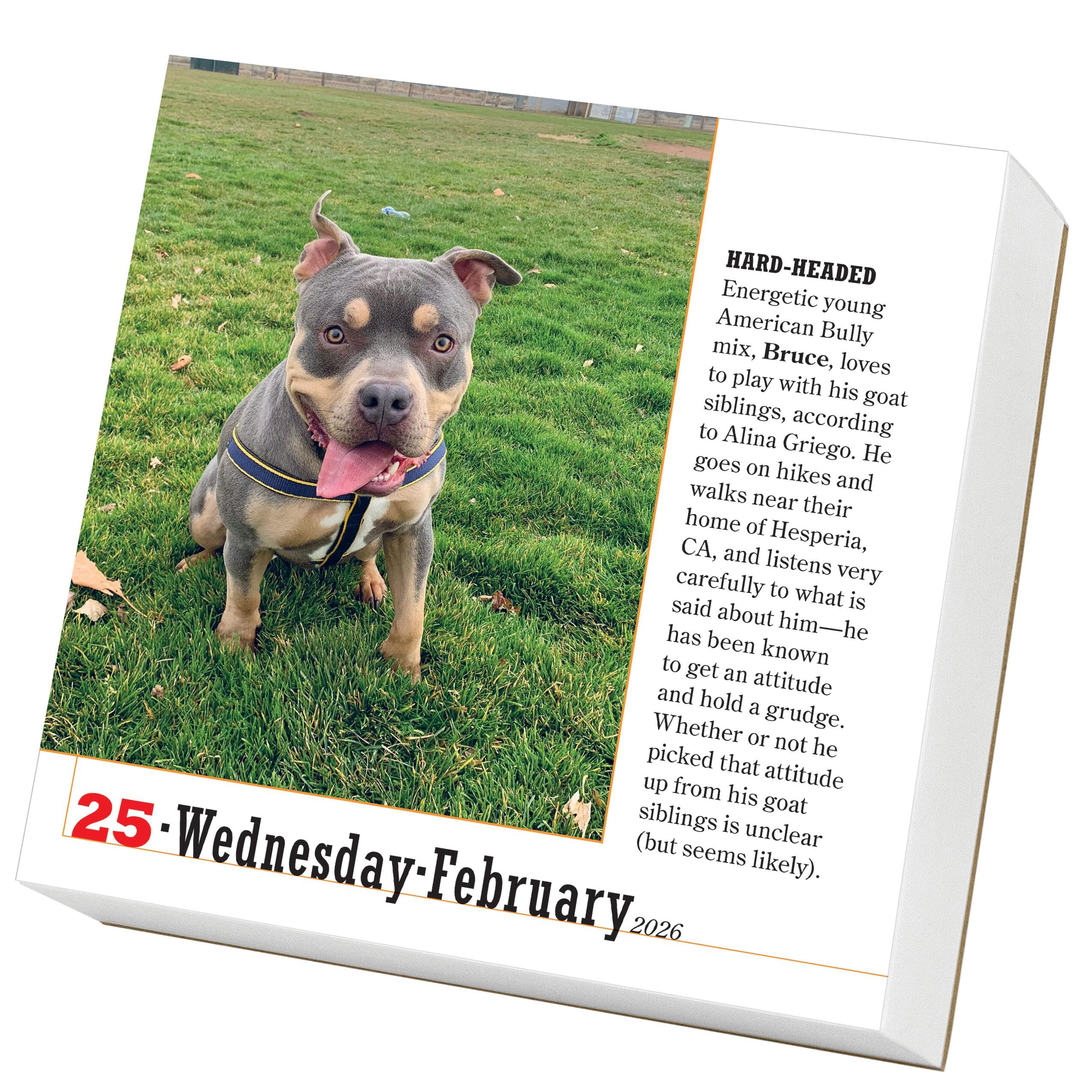 365 Dogs Page-A-Day® Calendar 2026: The World's Favorite Dog Calendar