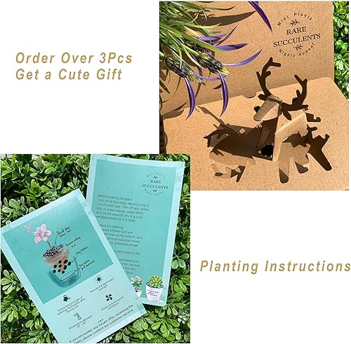 Miniatura 7 de Generic Echeveria - Plantas suculentas vivas raras de peonía rosa, 1 cabeza de 3 pulgadas, color rojo, raíz desnuda sin maceta y tierra, 137 piezas,