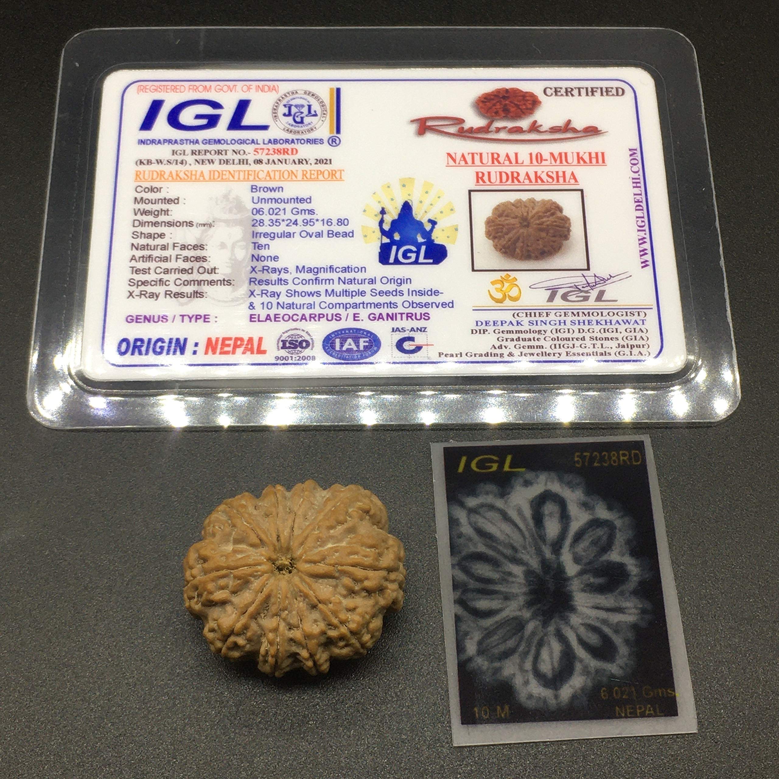 Rudraksha de 10 Mukhi de Nepal para coleccionistas de semillas sagradas de 28mm