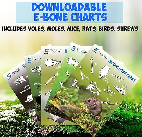 Miniatura 4 de Increíble kit de disección de pellets de búho  Juego de 5 piezas para proyectos de laboratorio científico  con pinzas y sondas de madera  Ideal para