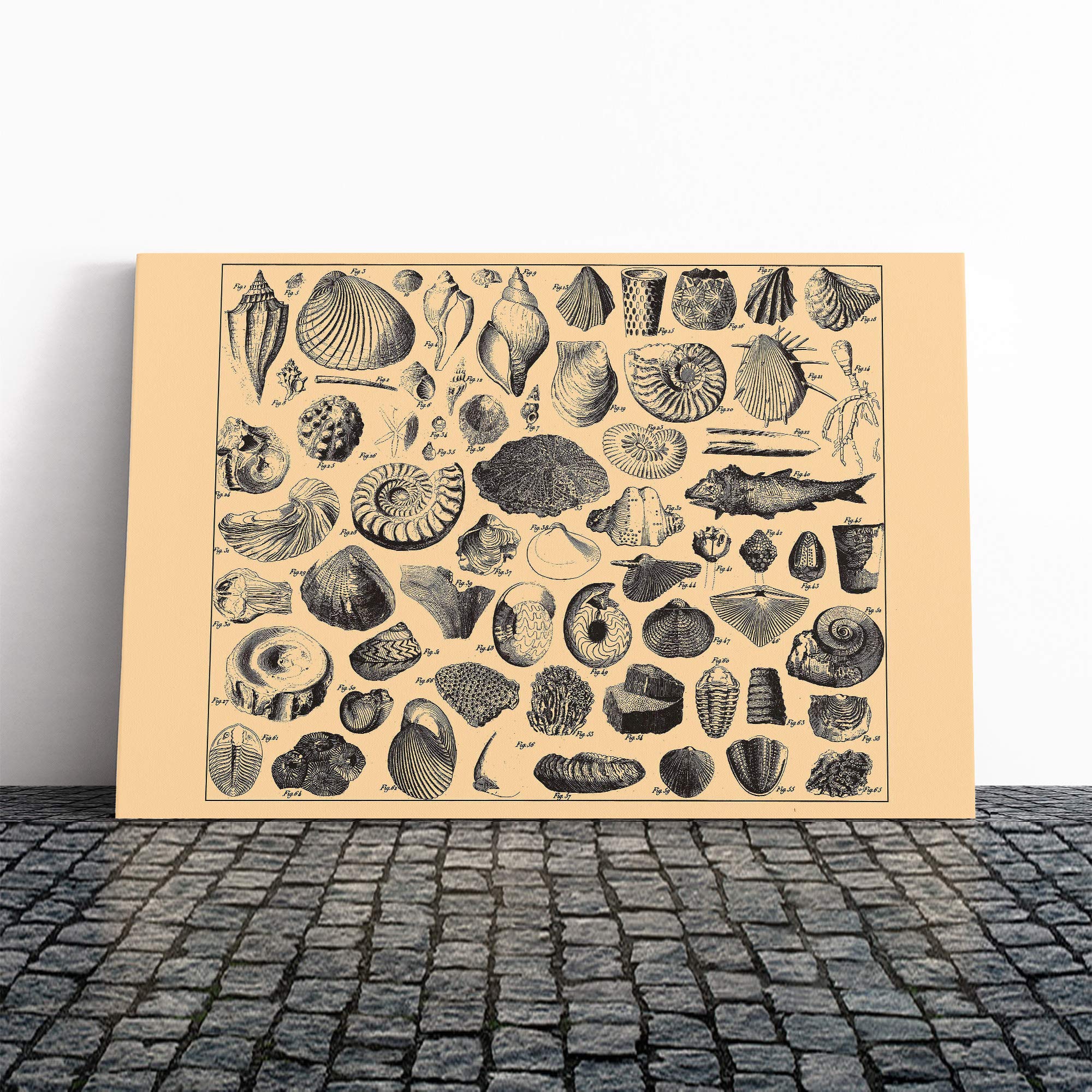 Encyclopedia Vintage Shells (1) Canvas Print | Gallery Wrapped 30mm Frame Wall Art | 24x16 inches | Ready to Hang | Classic Animals Picture | Living Room Bedroom Lounge Office