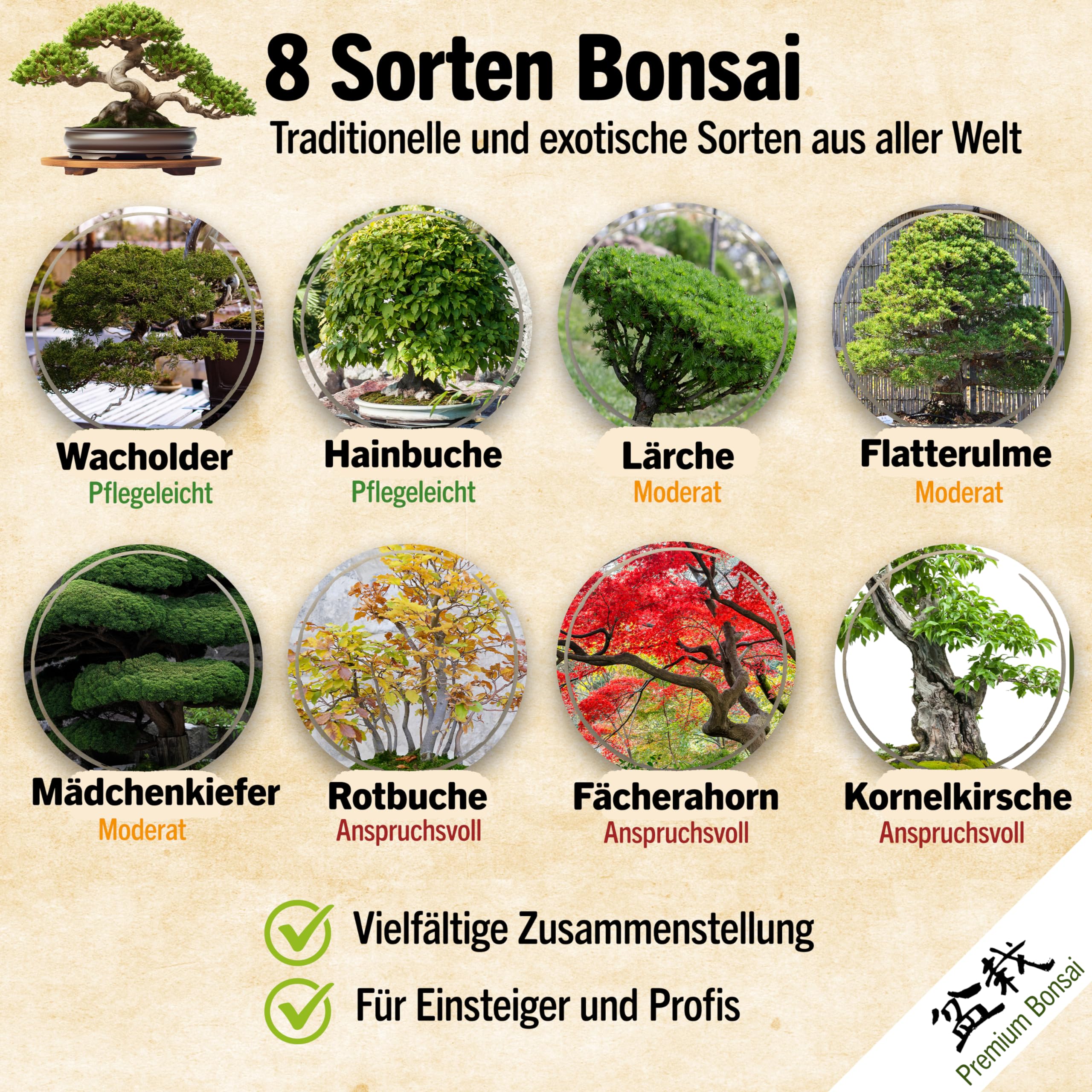 Amazon.de: Little Plants: Bonsai
