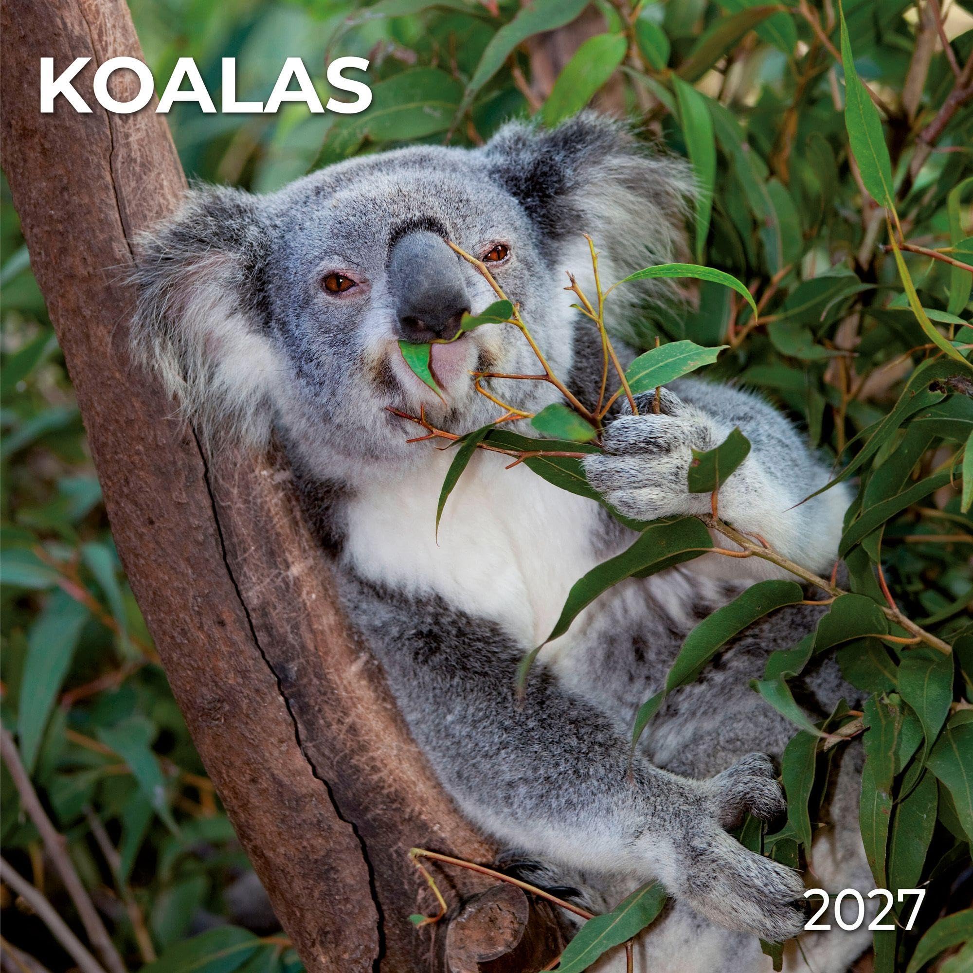 Koalas 2027: Kalender 2027
