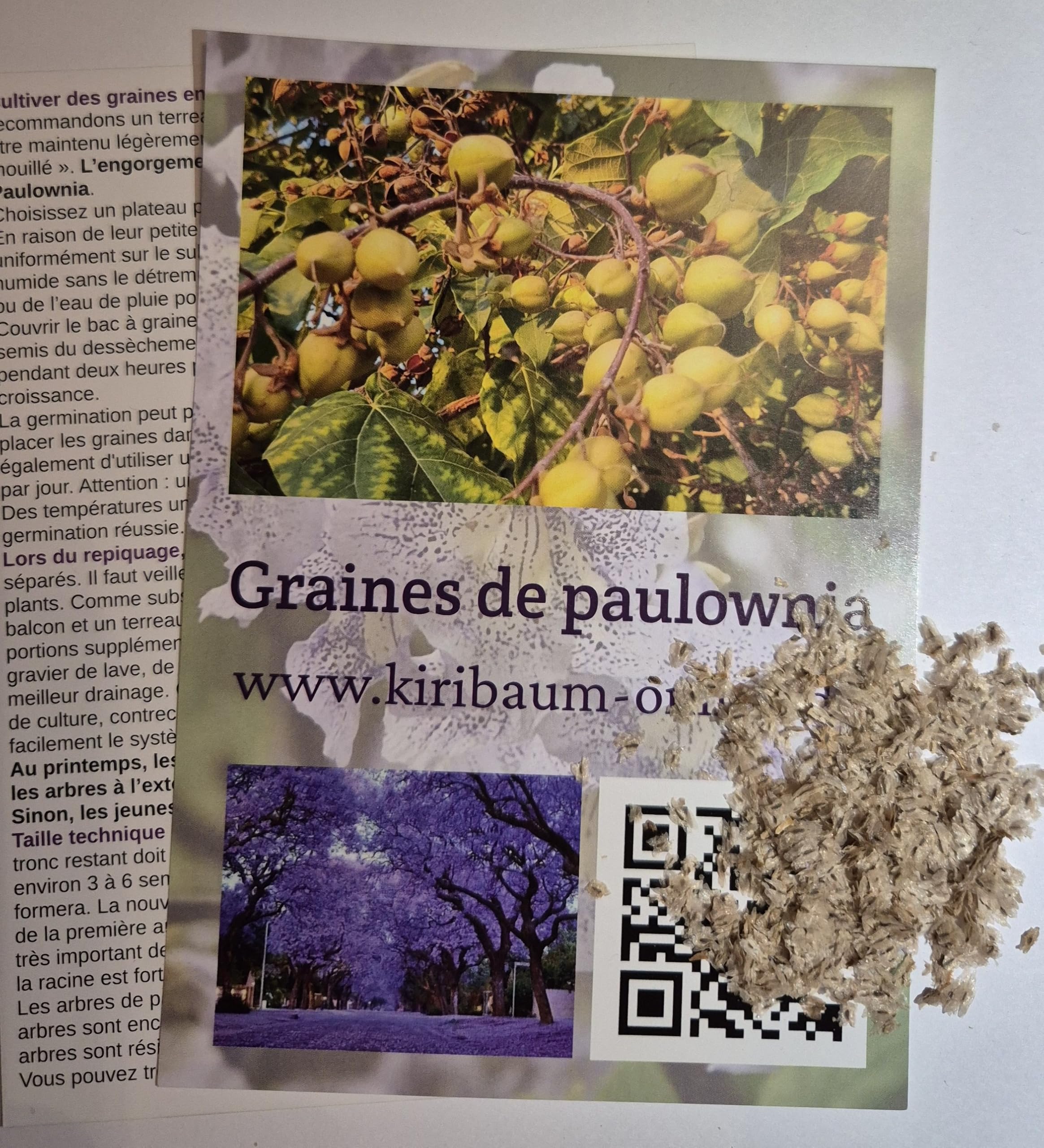 Lot de 5000 graines de paulownia Elongata, Kiri, Cylownia, à croissance rapide, résistante à l'hiver