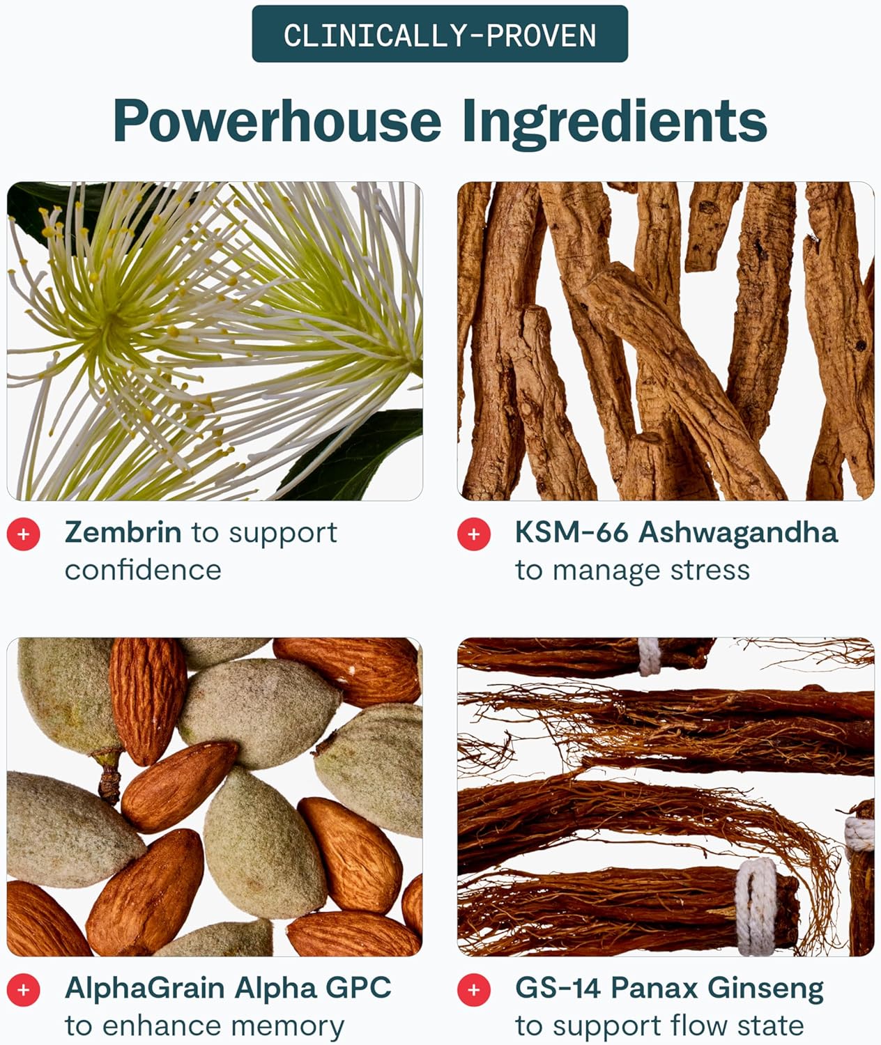 Thesis Creativity - Nootropic Brain Support Supplement - Support Learning, Memory & Verbal Fluency - Ashwagandha, Agmatine, L-Theanine & More - 24 Servings - 1 Month Supply - Image 6